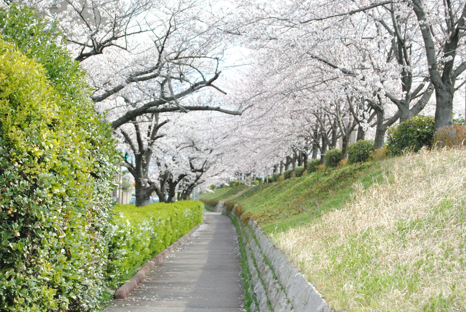 Malerischer Weg gesäumt von Kirschblütenbäumen