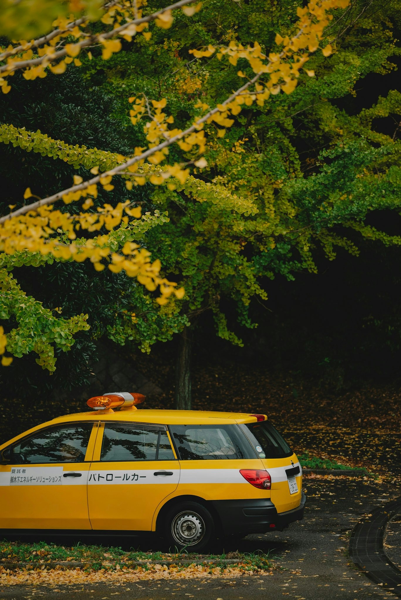 Yellow car parked along a path with ginkgo yellow leaves