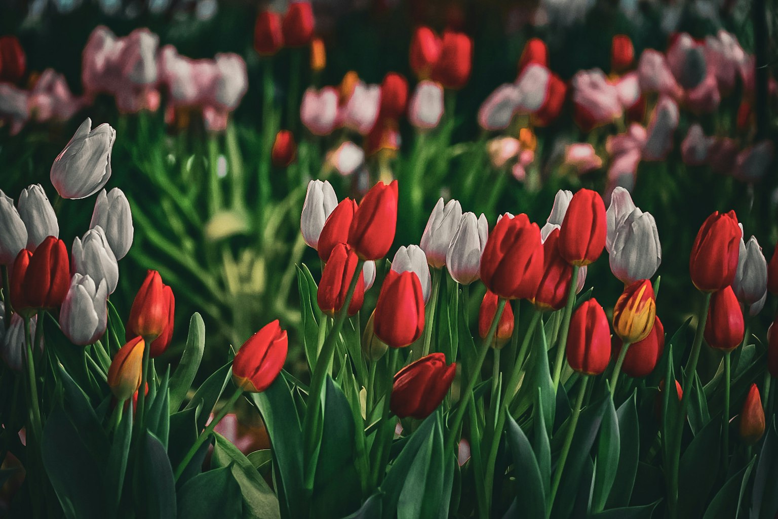 Un vibrante campo de flores lleno de tulipanes rojos y blancos