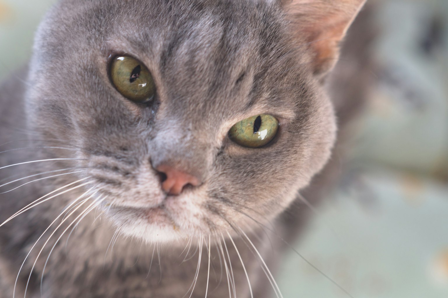 Gatto grigio che guarda la macchina fotografica