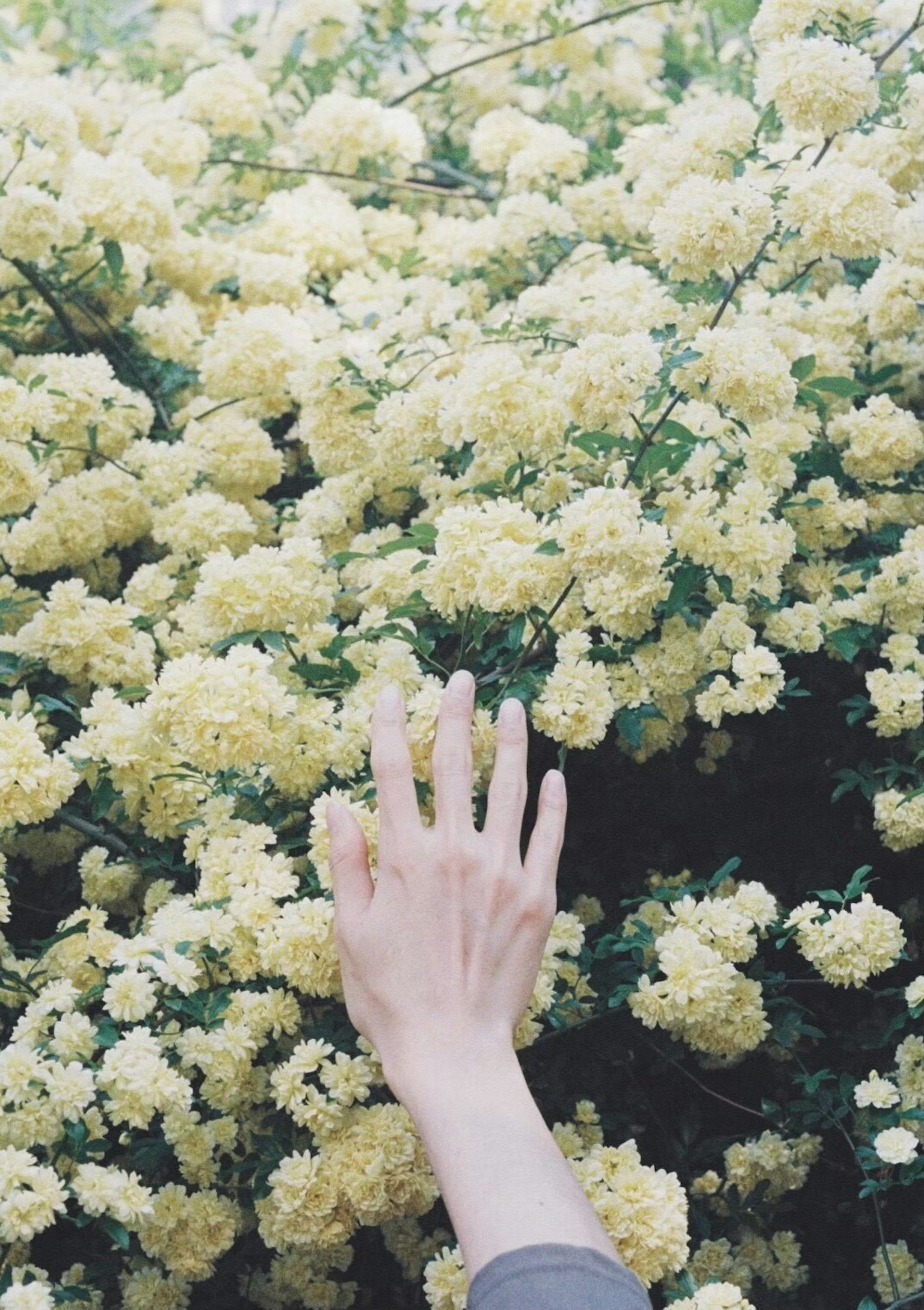 มือที่ยื่นไปหาดอกไม้สีเหลือง