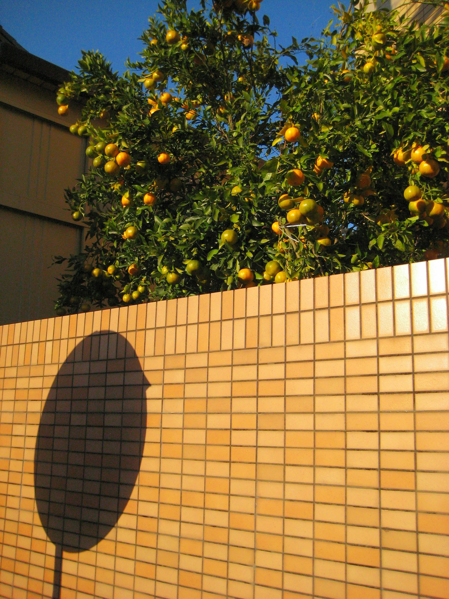 オレンジの実がたわわに実る木と影のある壁