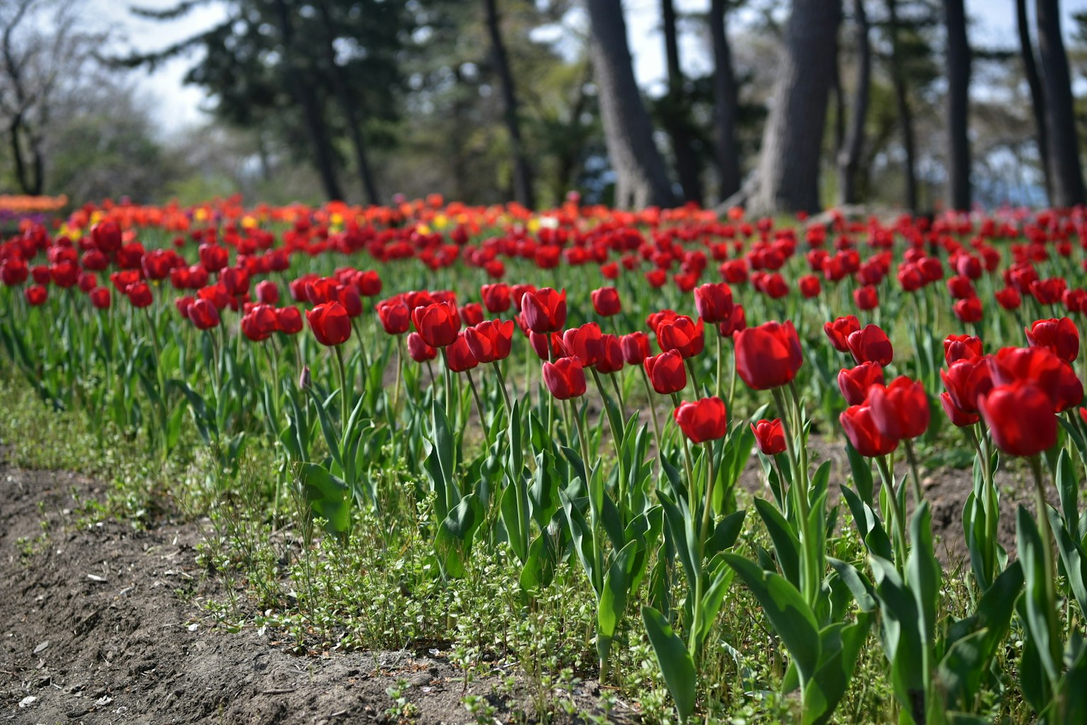 Campo di tulipani rossi in fiore