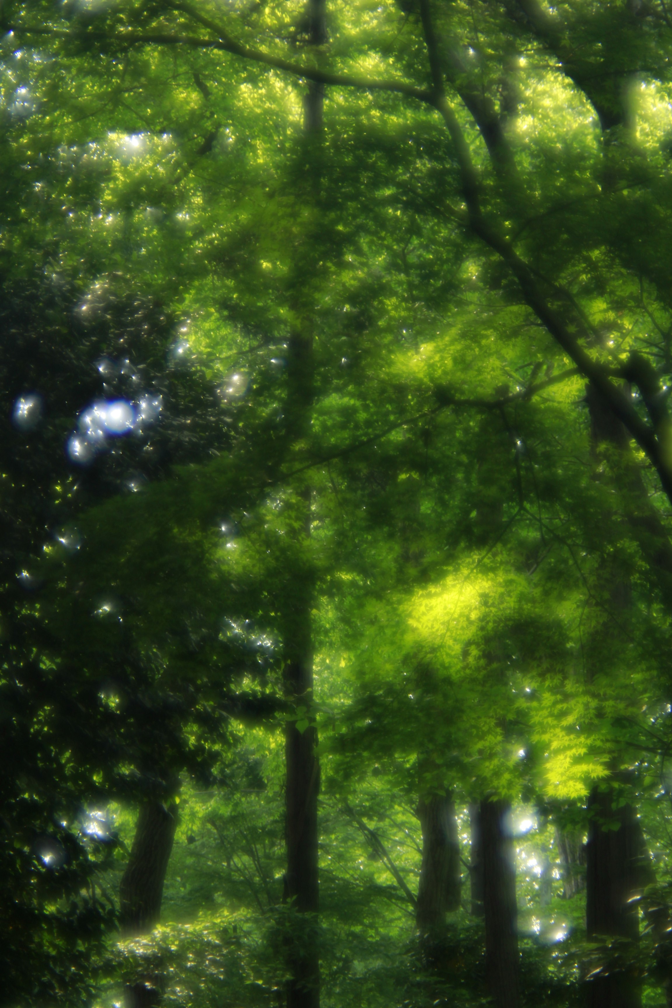 緑の葉が重なる木々の枝先の光景