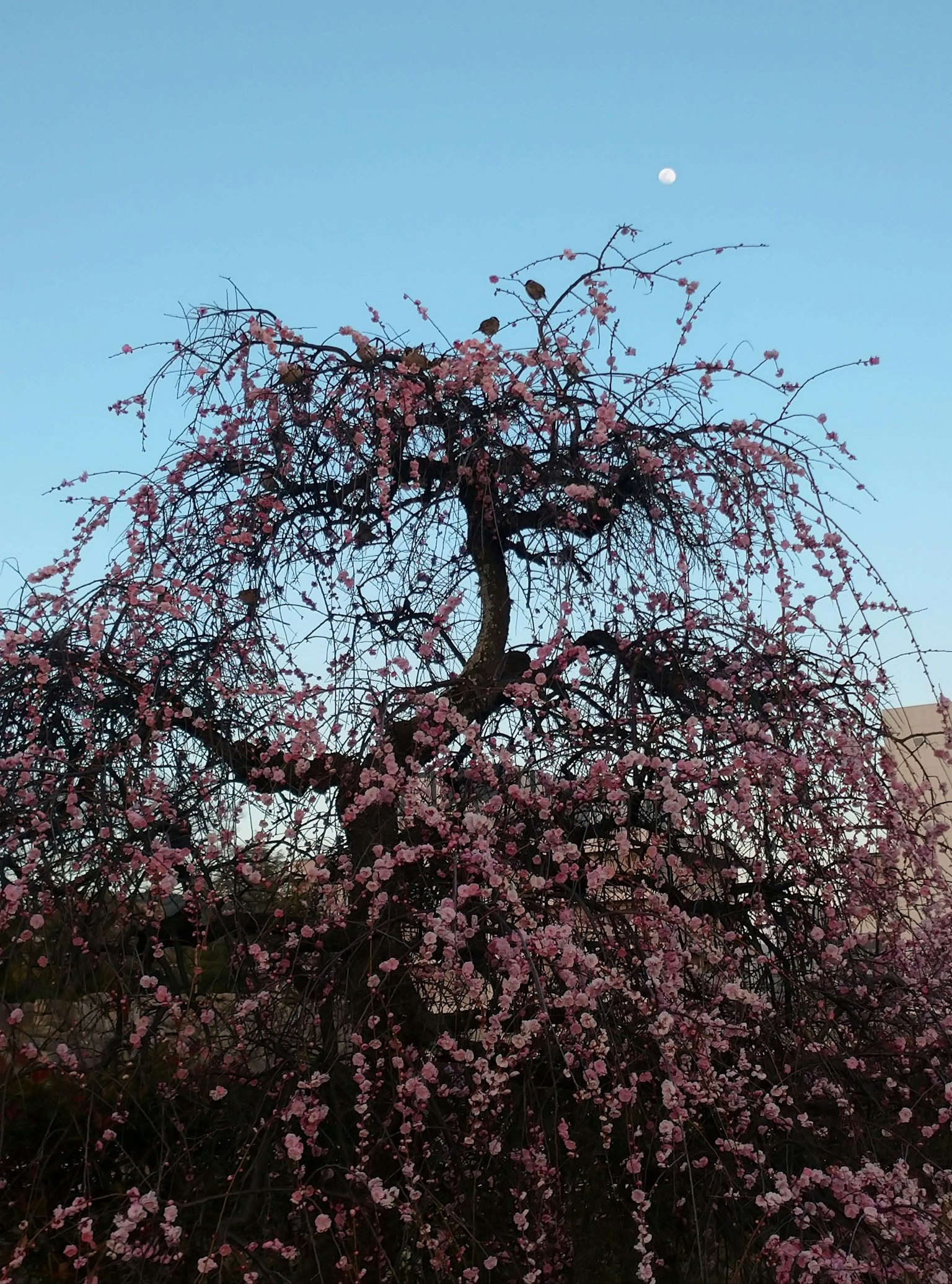 Cherry blossom tree in bloom against a blue sky with a moon
