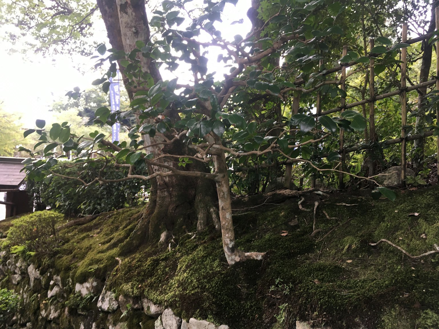 展示茂盛绿色树木和覆盖苔藓的岩石的图像