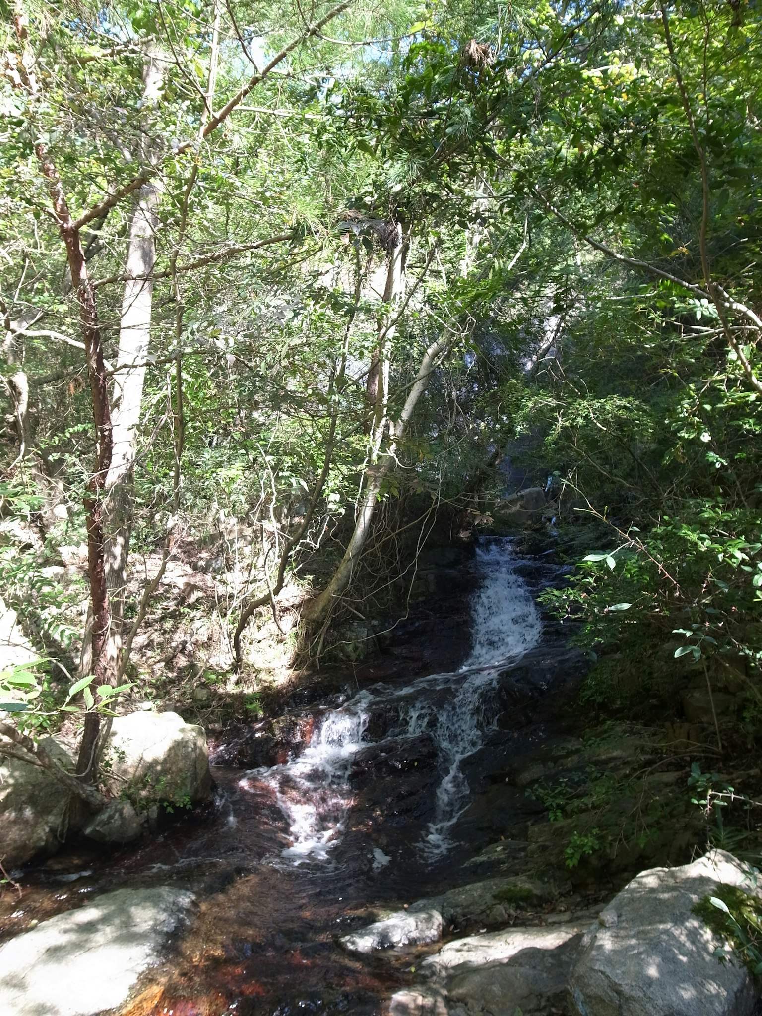 Arroyo que fluye entre árboles verdes y rocas