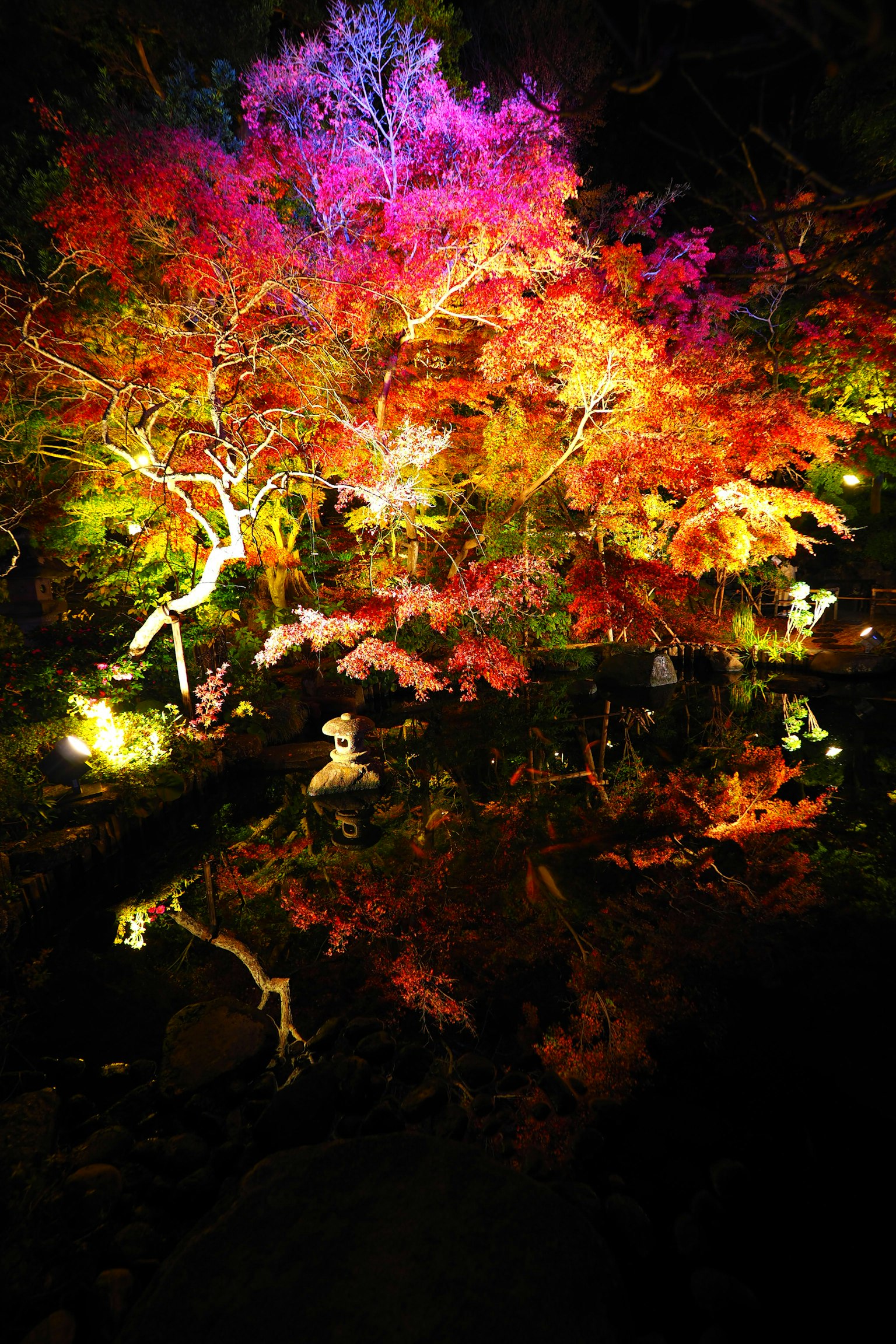 Arbre aux feuillages d'automne illuminé avec des reflets