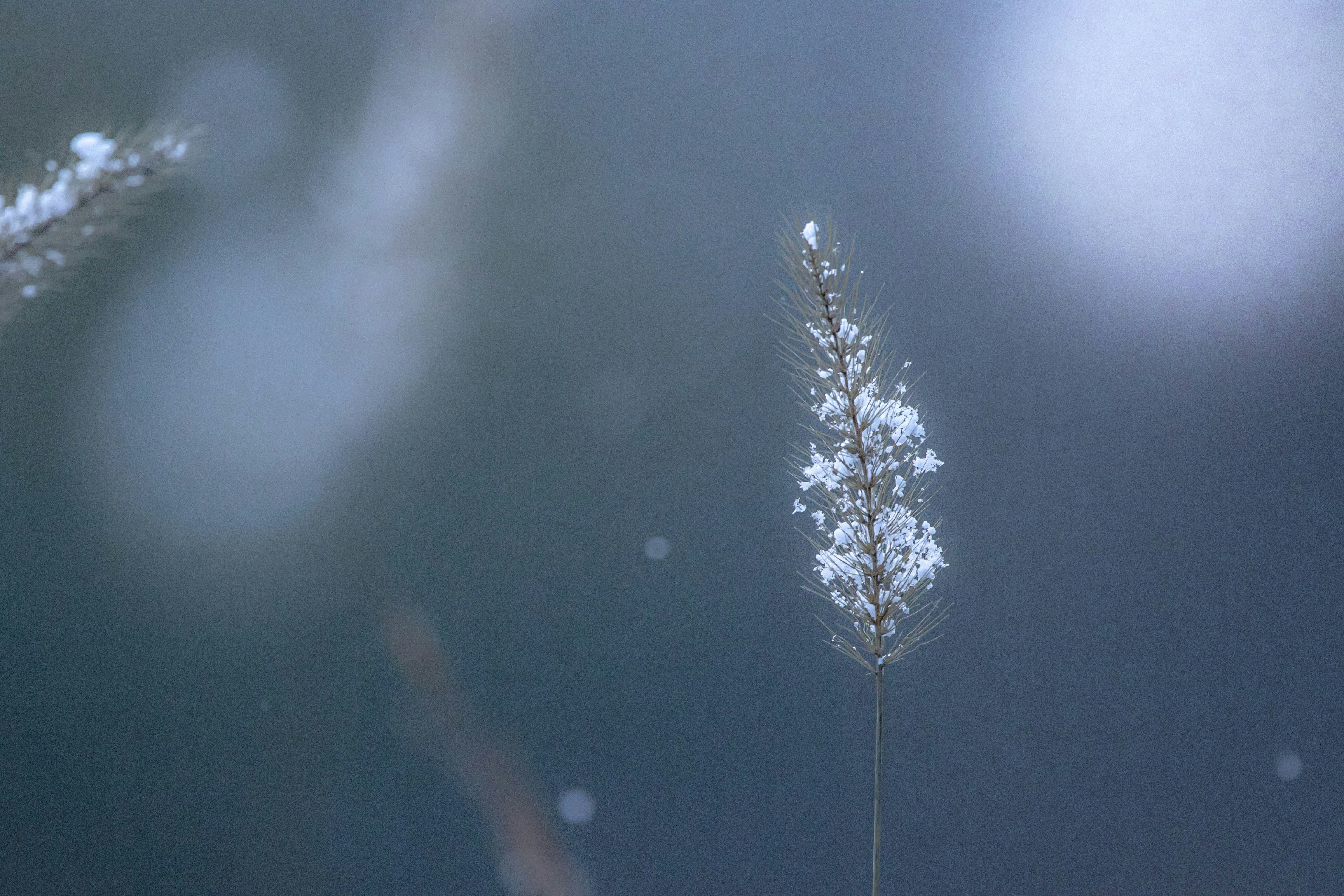 雪の降る中で細い草が立つ幻想的な景色