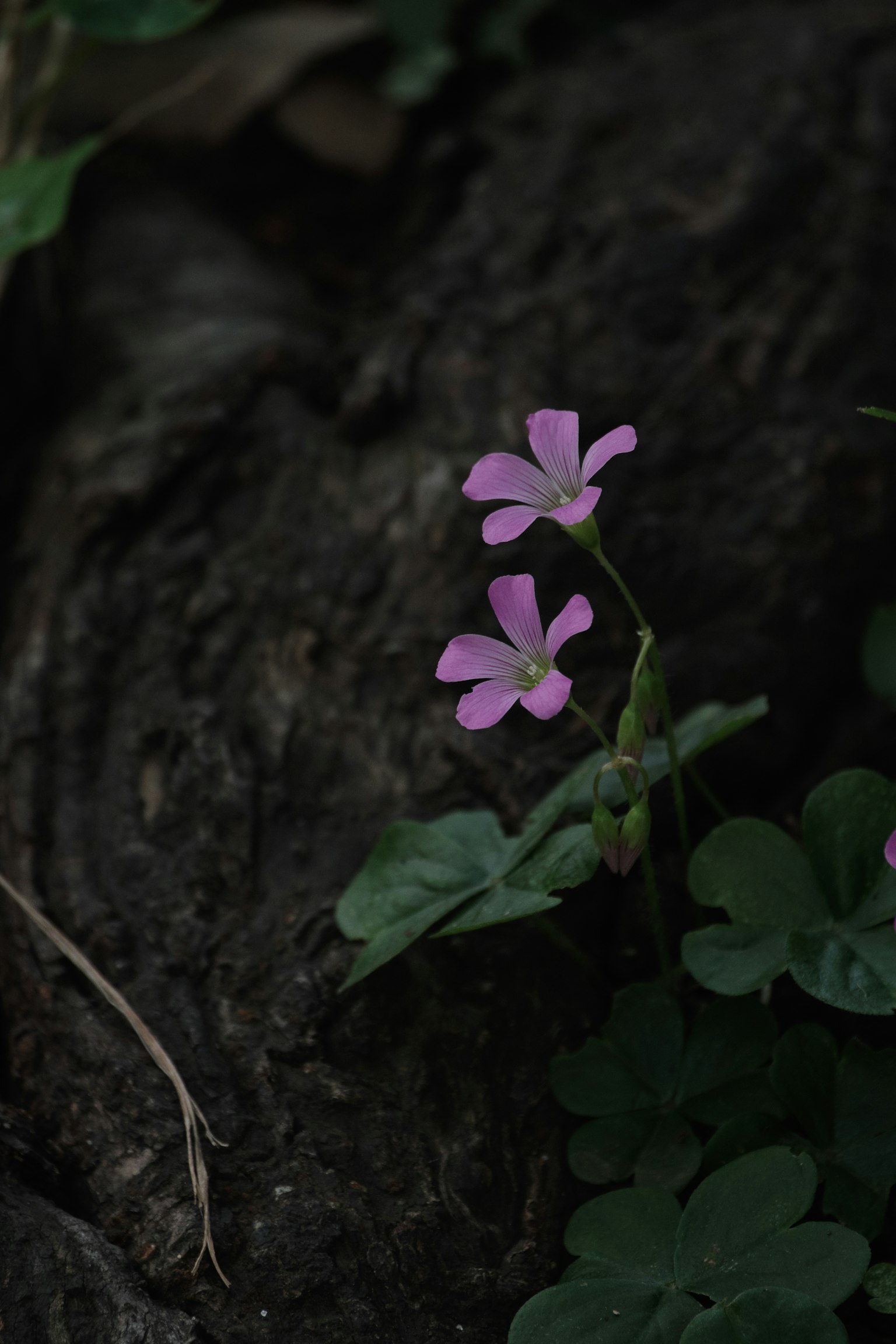 Primer plano de delicadas flores rosas con hojas verdes sobre un fondo oscuro