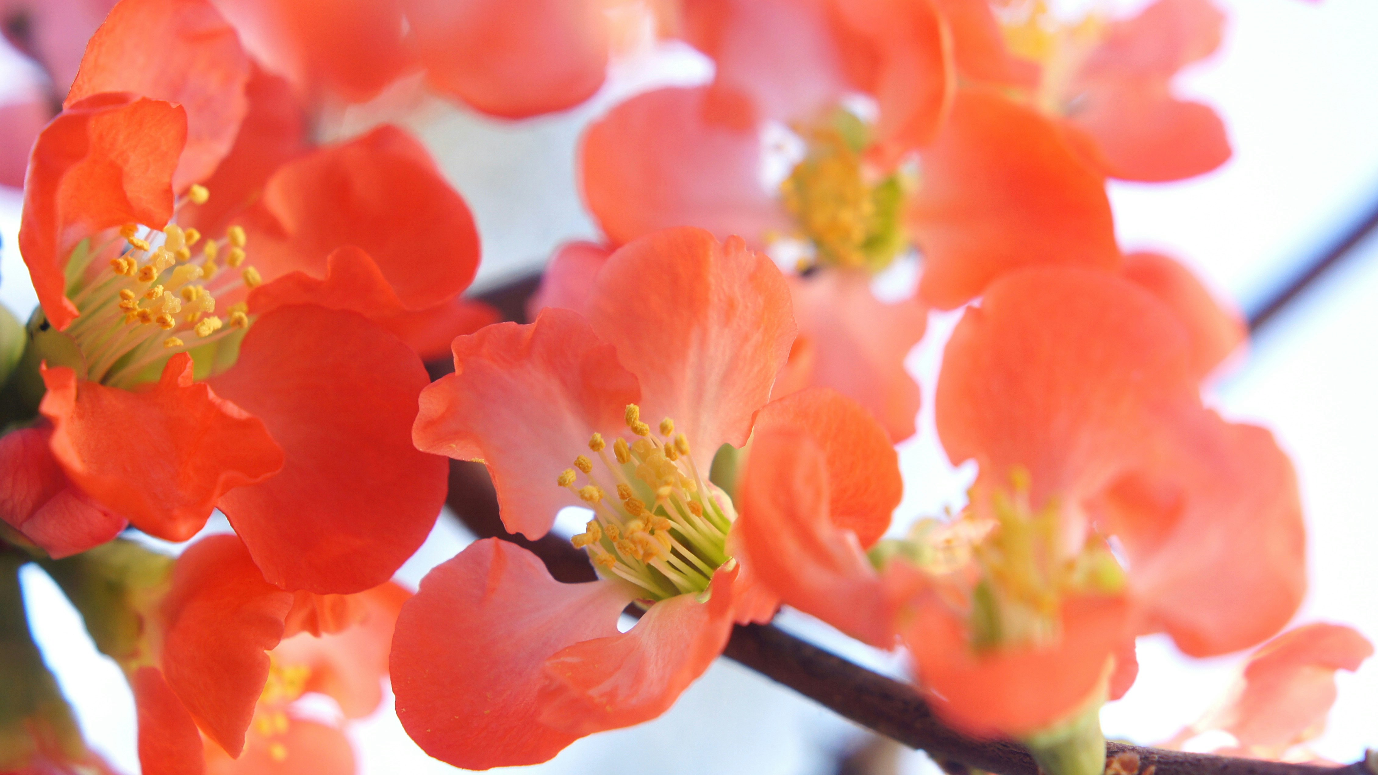 オレンジ色のボケの花が咲く青空の下
