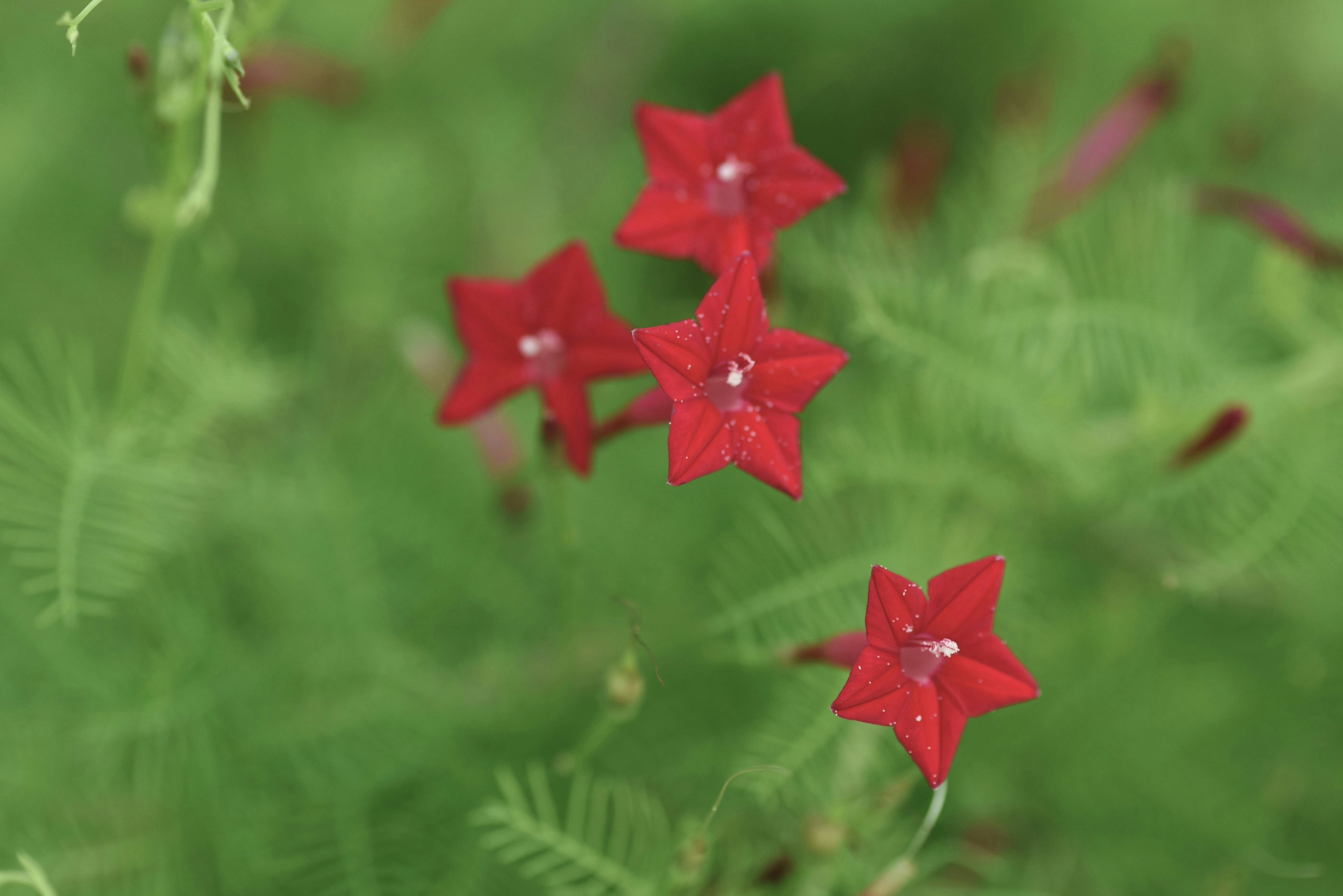 red star decorations floating over green grass