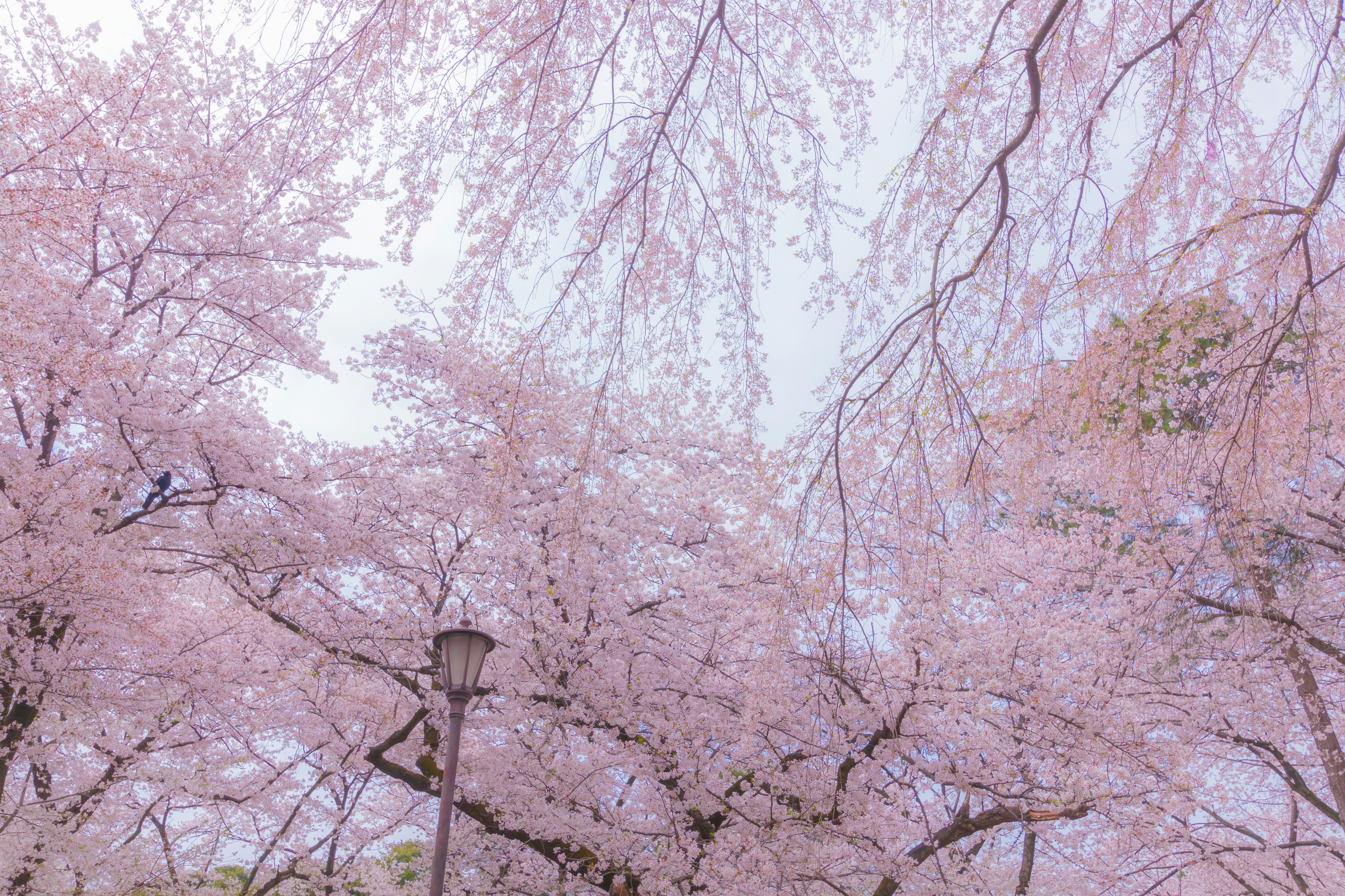 満開の桜並木と淡いピンクの空