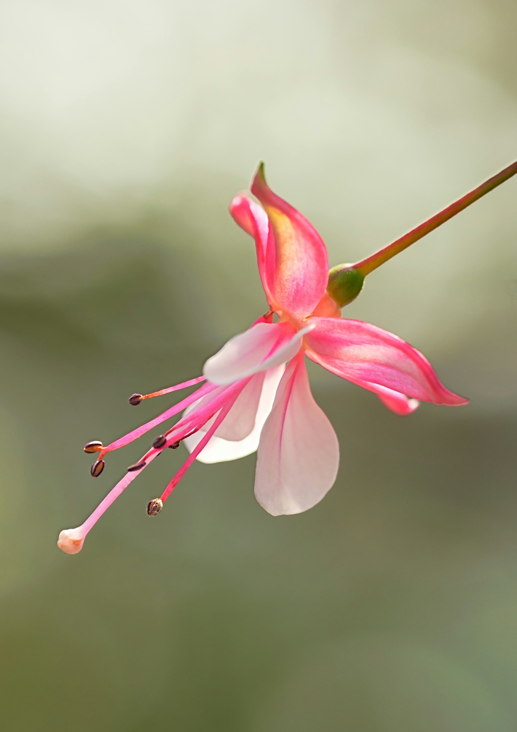 淡い背景に咲くピンクの花びらと花