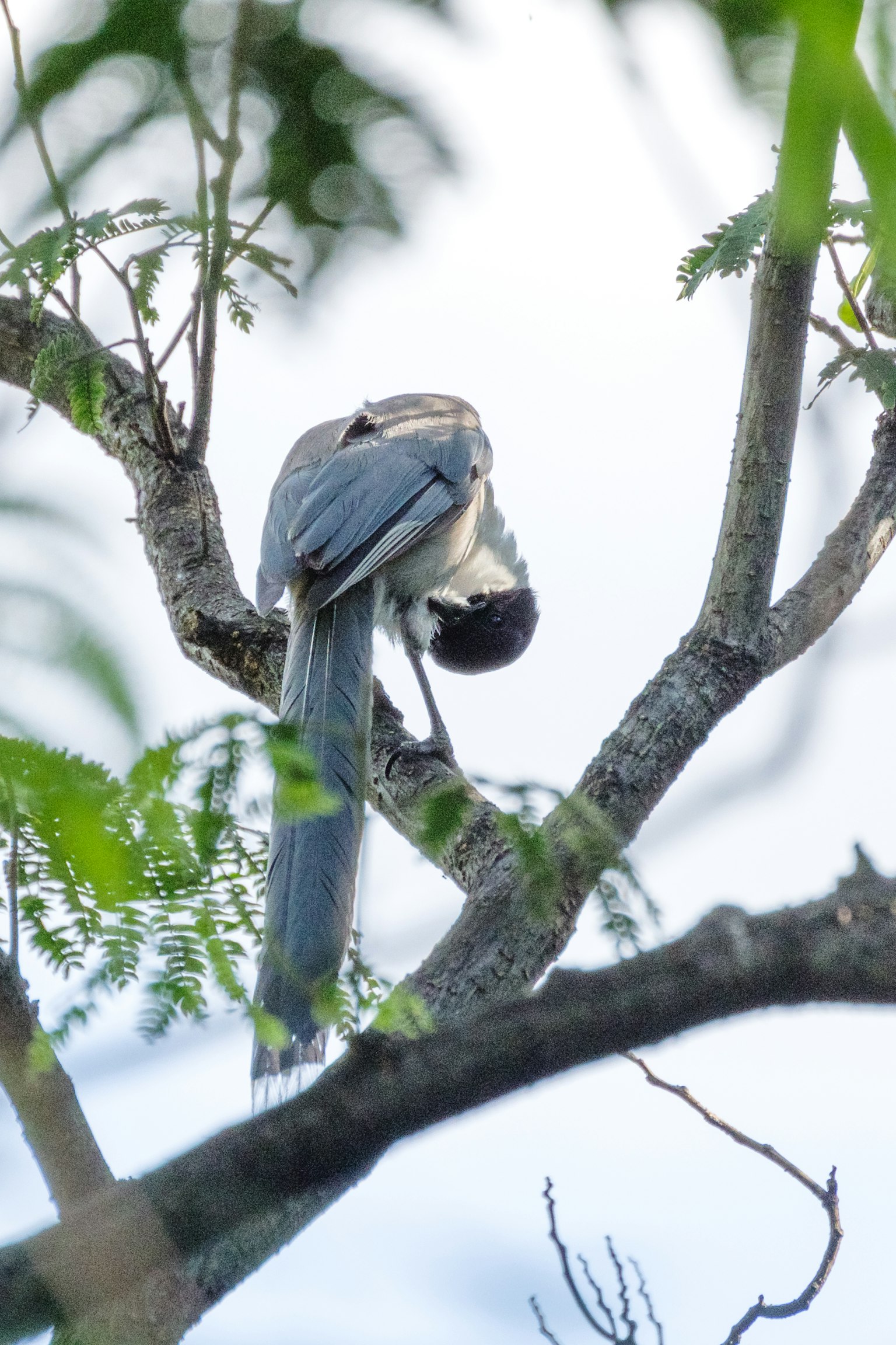 Un oiseau bleu perché sur une branche avec la tête baissée