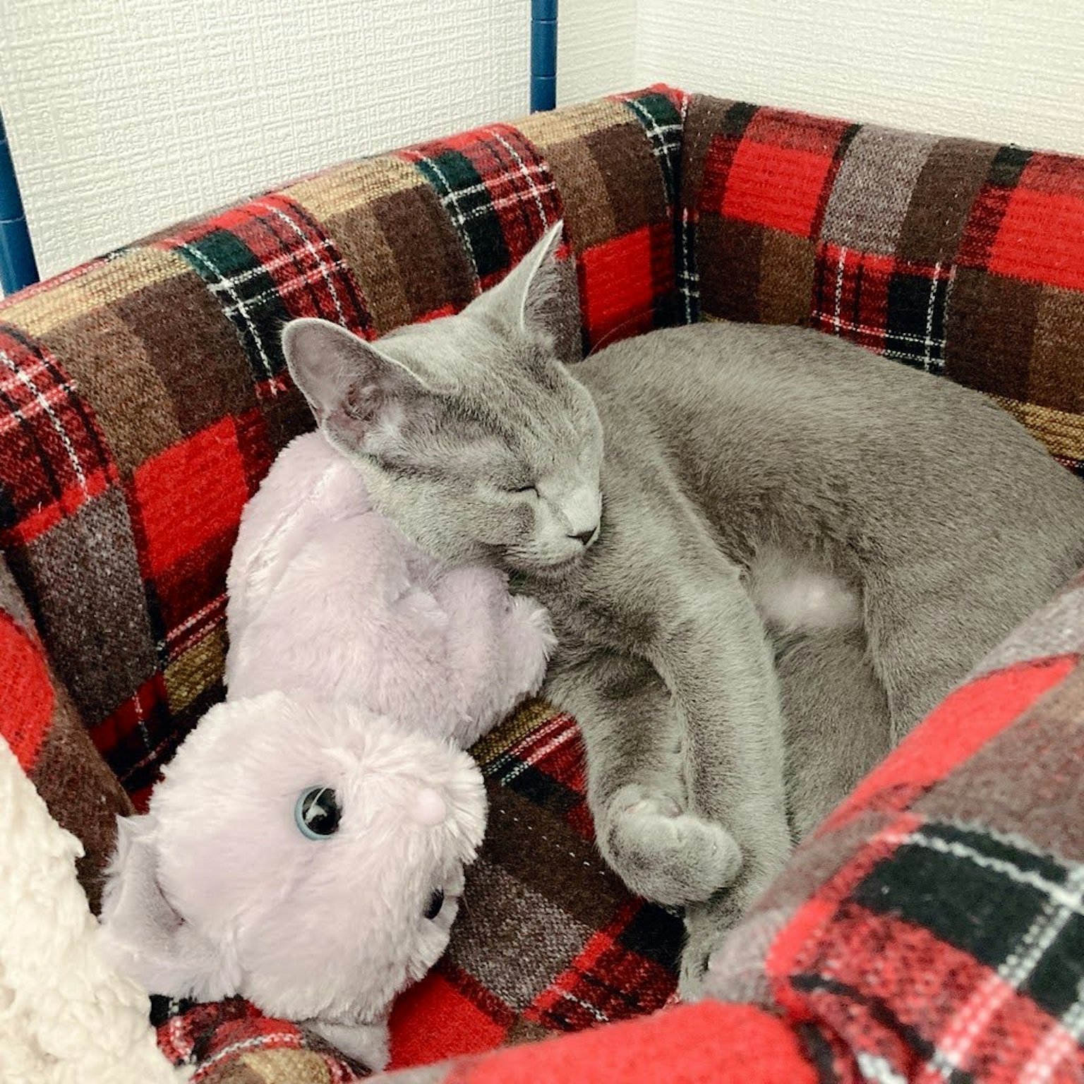 灰色猫咪在红黑格纹的床上与毛绒玩具一起睡觉