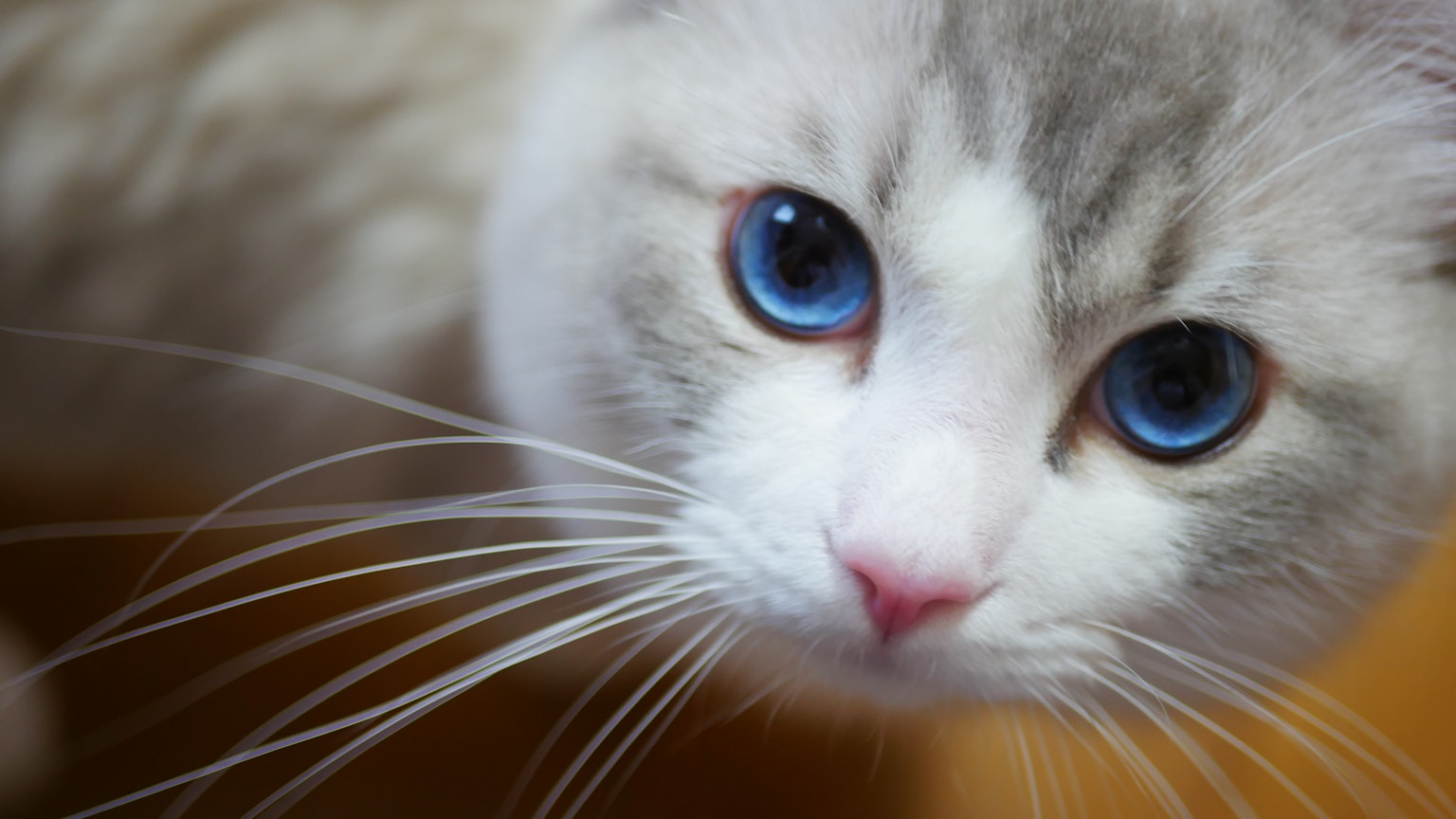 Gros plan d'un chat gris et blanc avec des yeux bleus