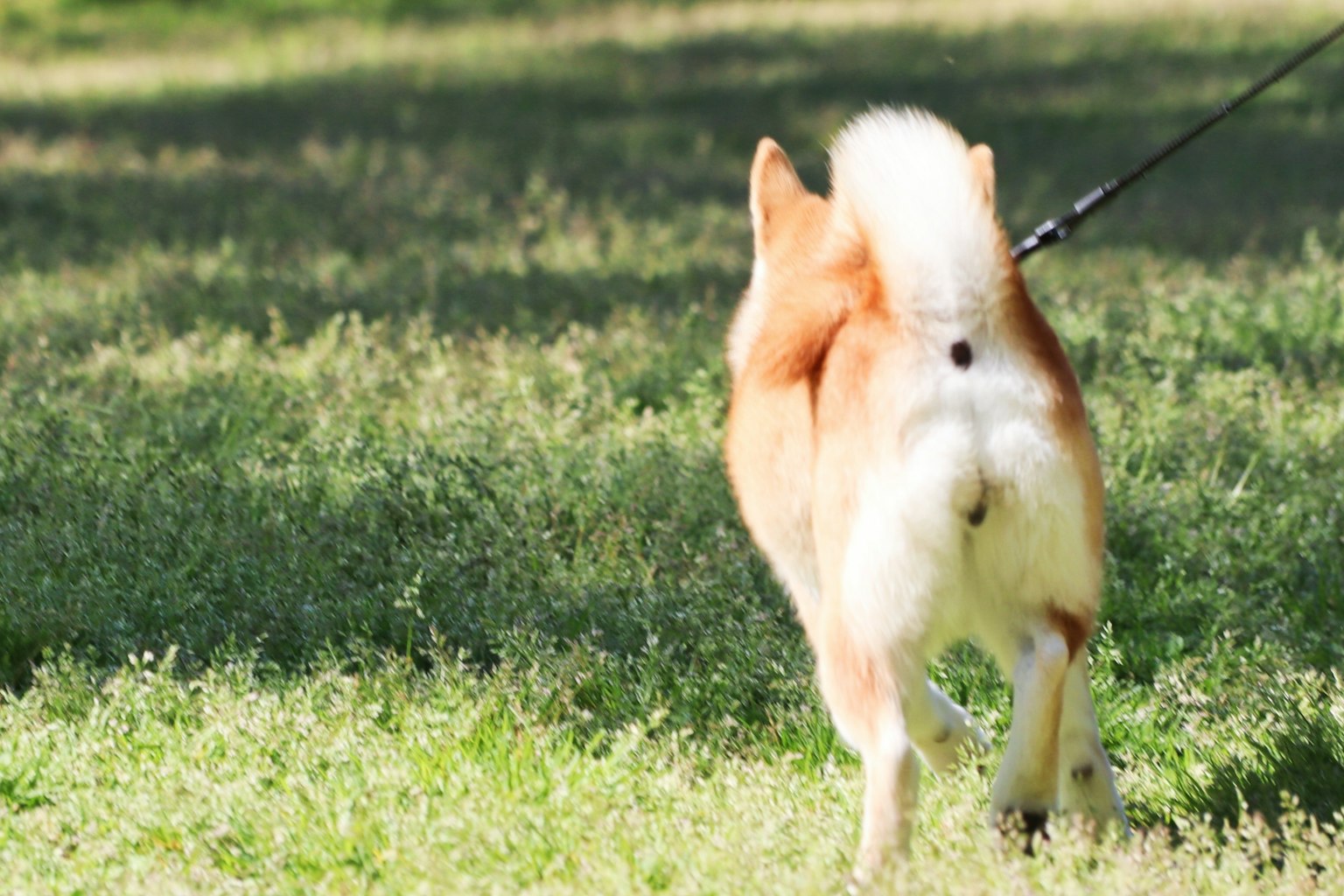 Seekor Shiba Inu berjalan di atas rumput dengan tali dari belakang