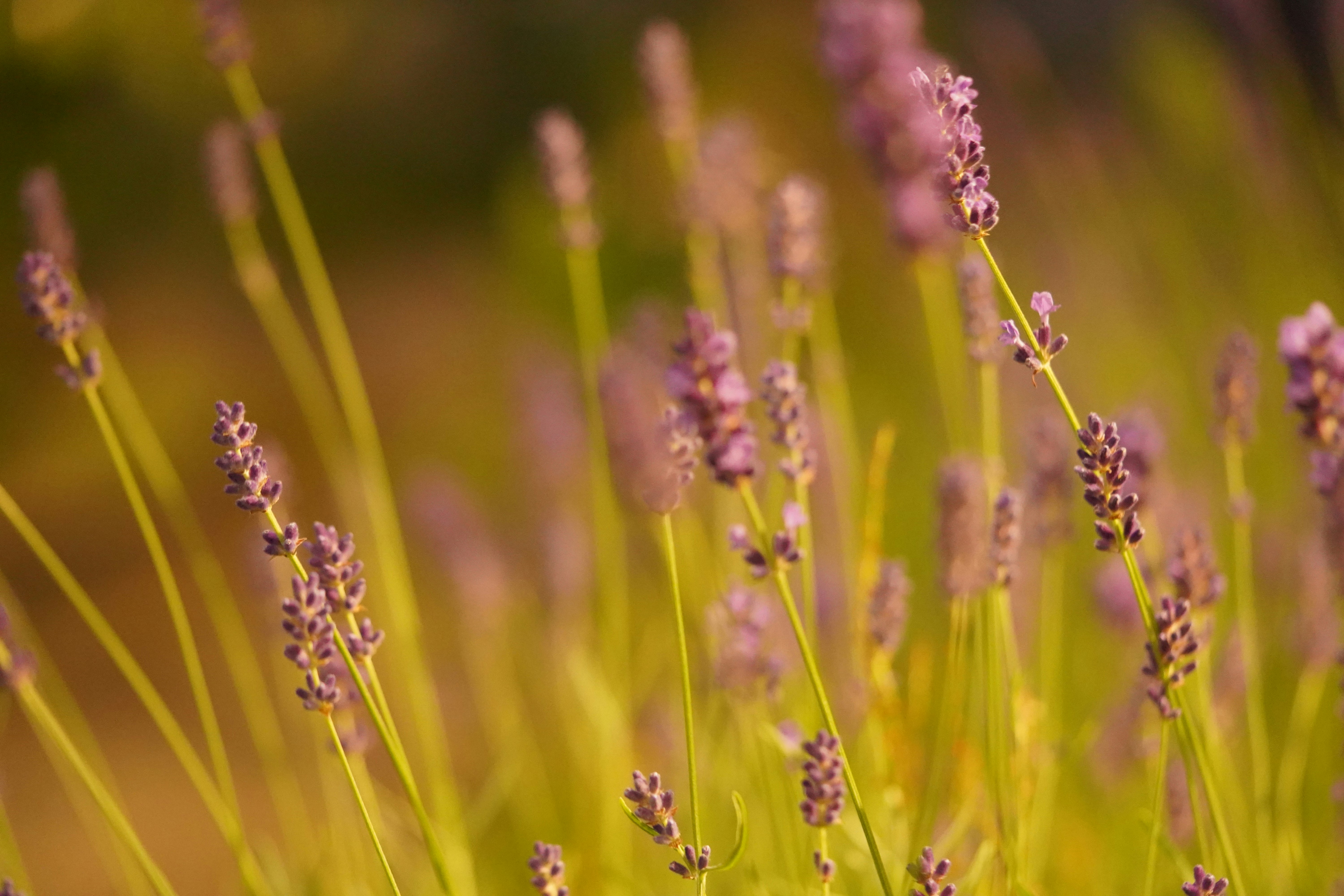 Bunga lavender berayun di ladang yang berbunga