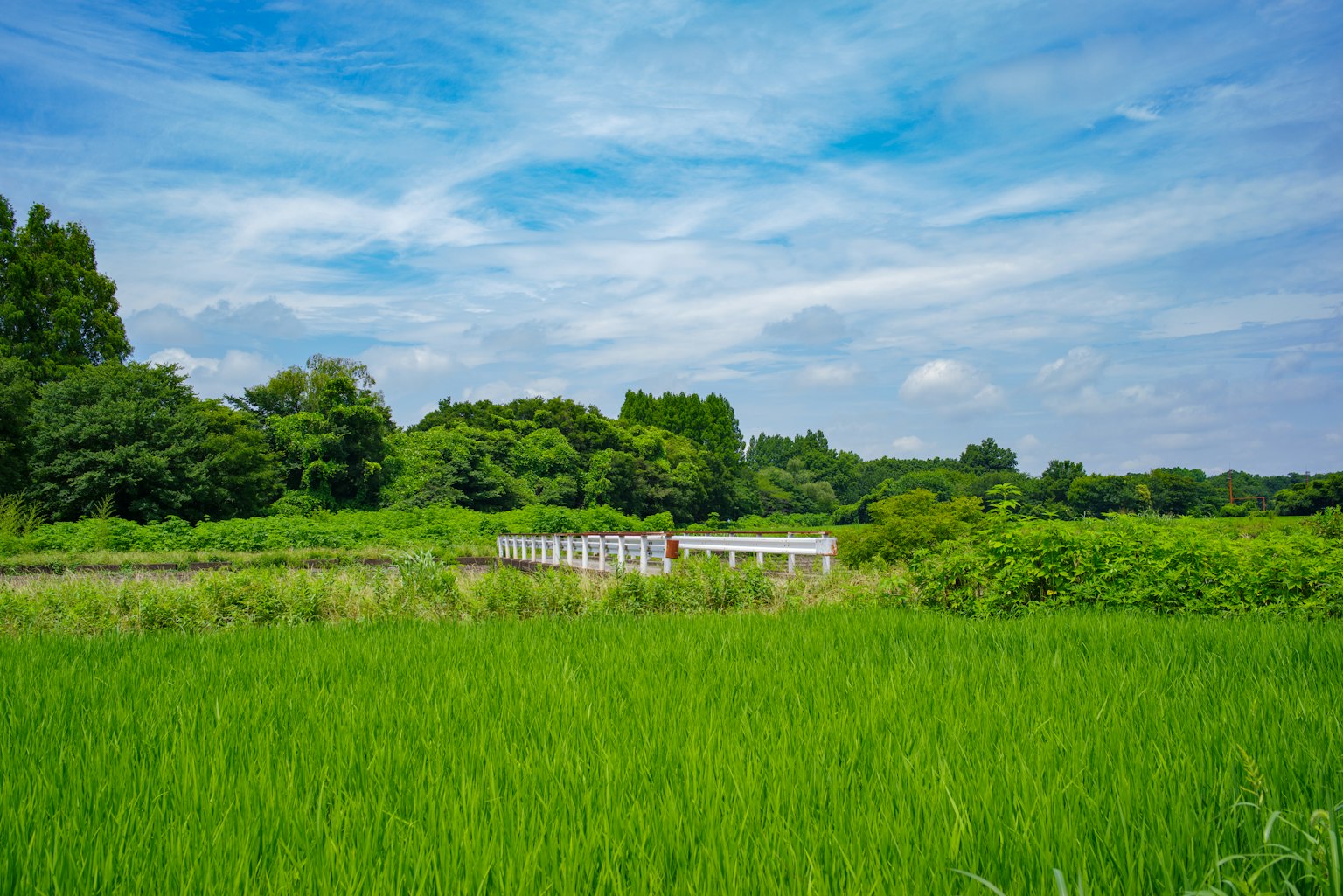 Paisaje con un edificio blanco rodeado de campos de arroz verdes bajo un cielo azul