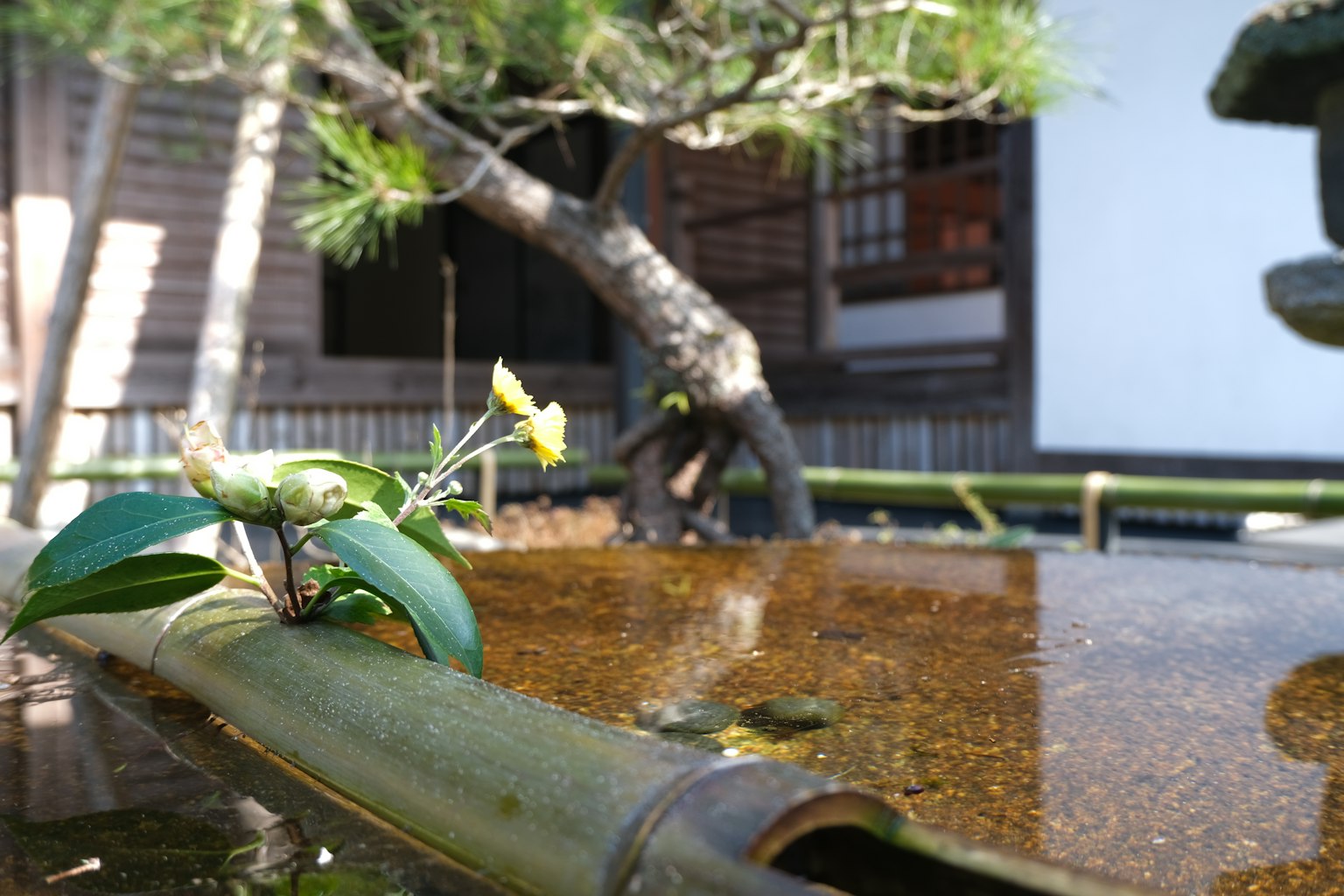 Scena di giardino giapponese con flusso d'acqua in bambù e fiore galleggiante