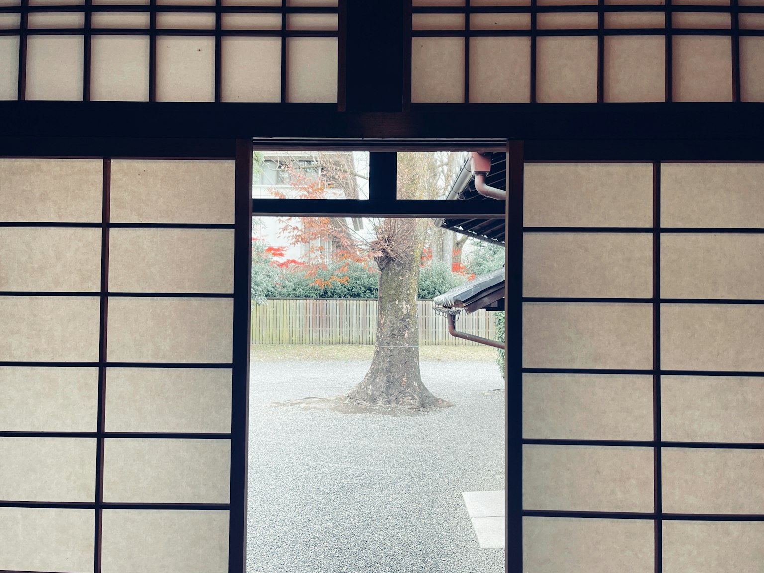 Pintu kayu Jepang yang mengarah ke pemandangan taman dengan pohon maple