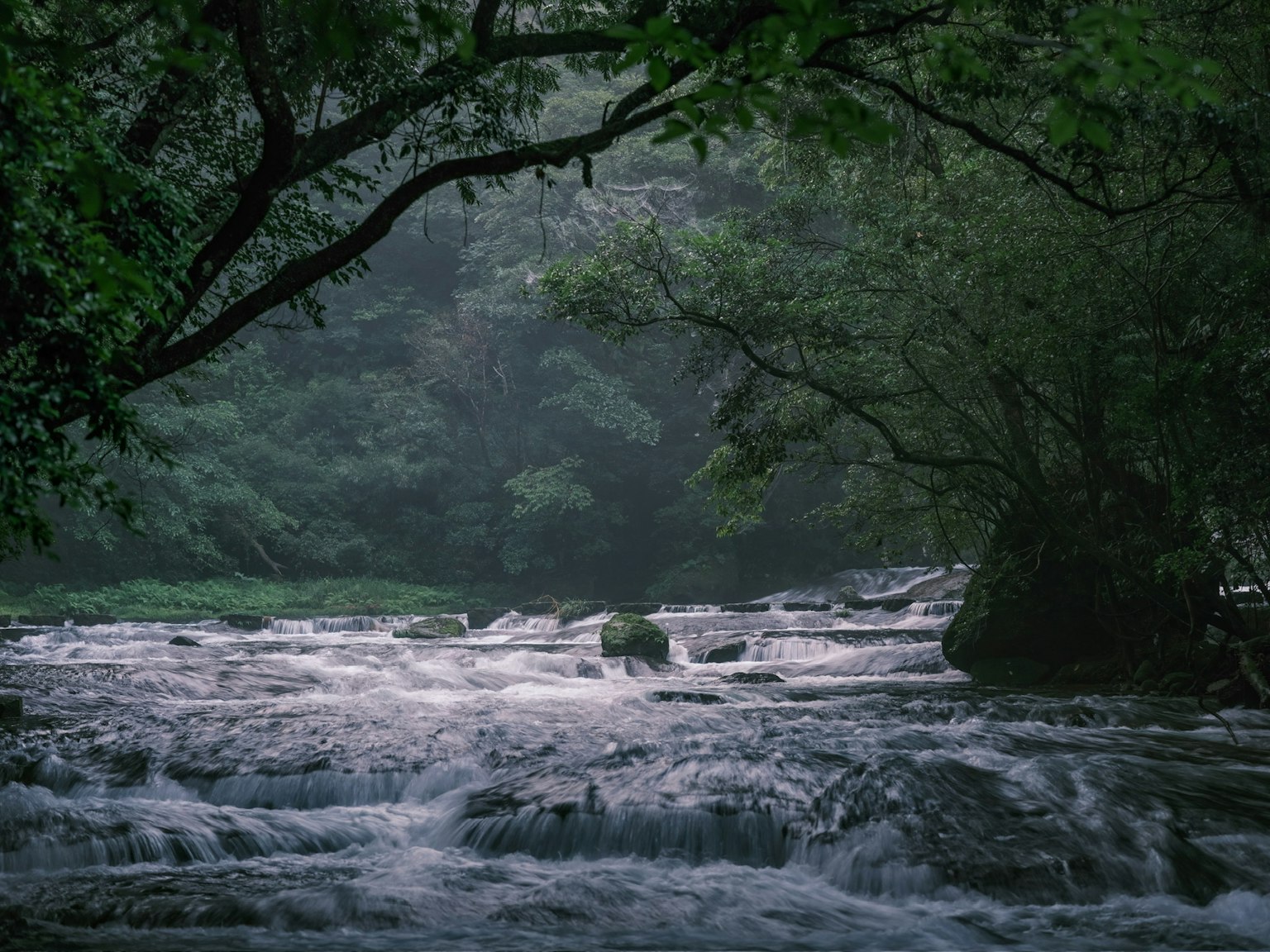 Un fiume sereno che scorre attraverso una foresta lussureggiante con silhouette di alberi e un movimento d'acqua delicato