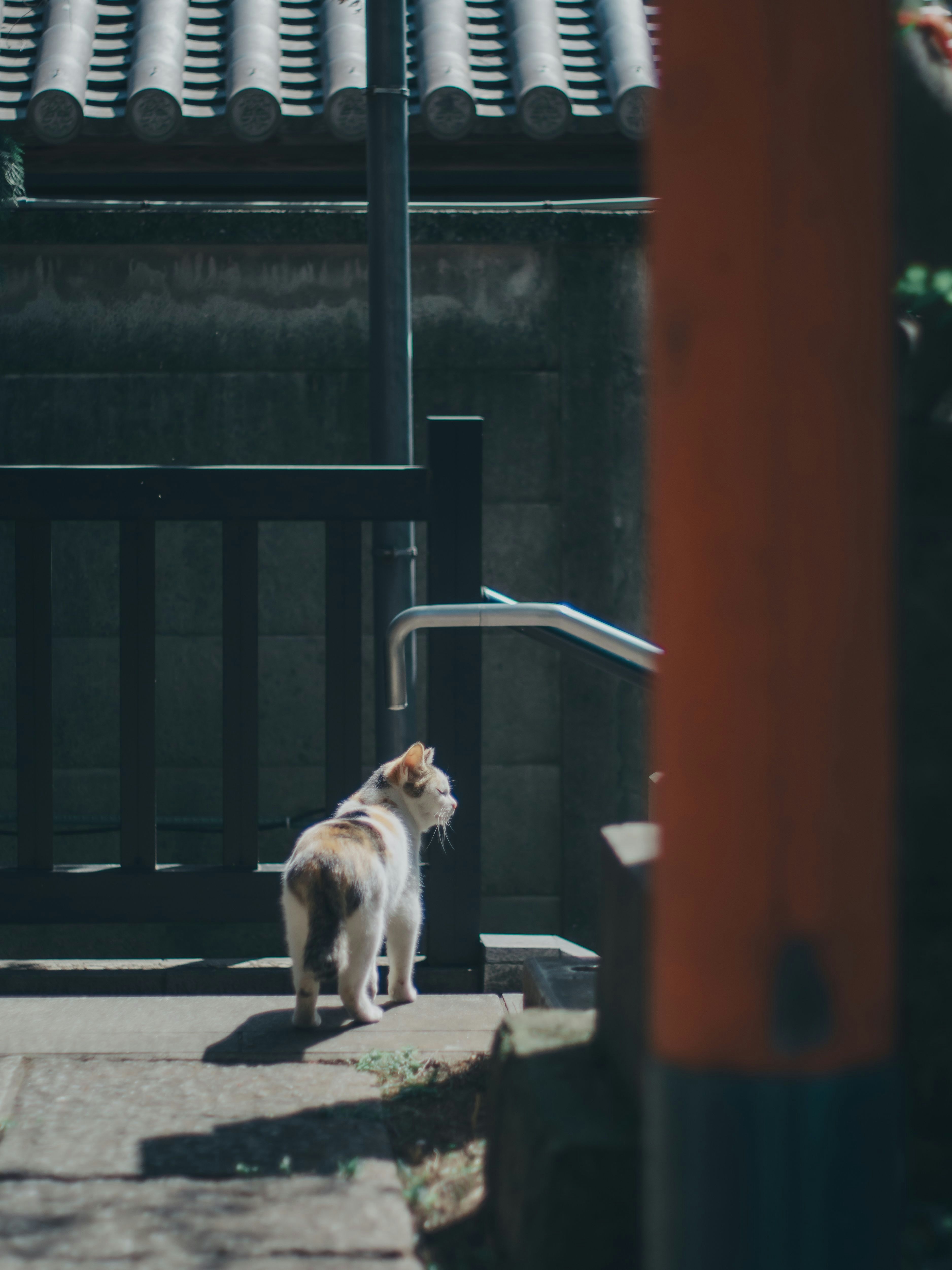 路地の石畳で日向にいる小さな犬
