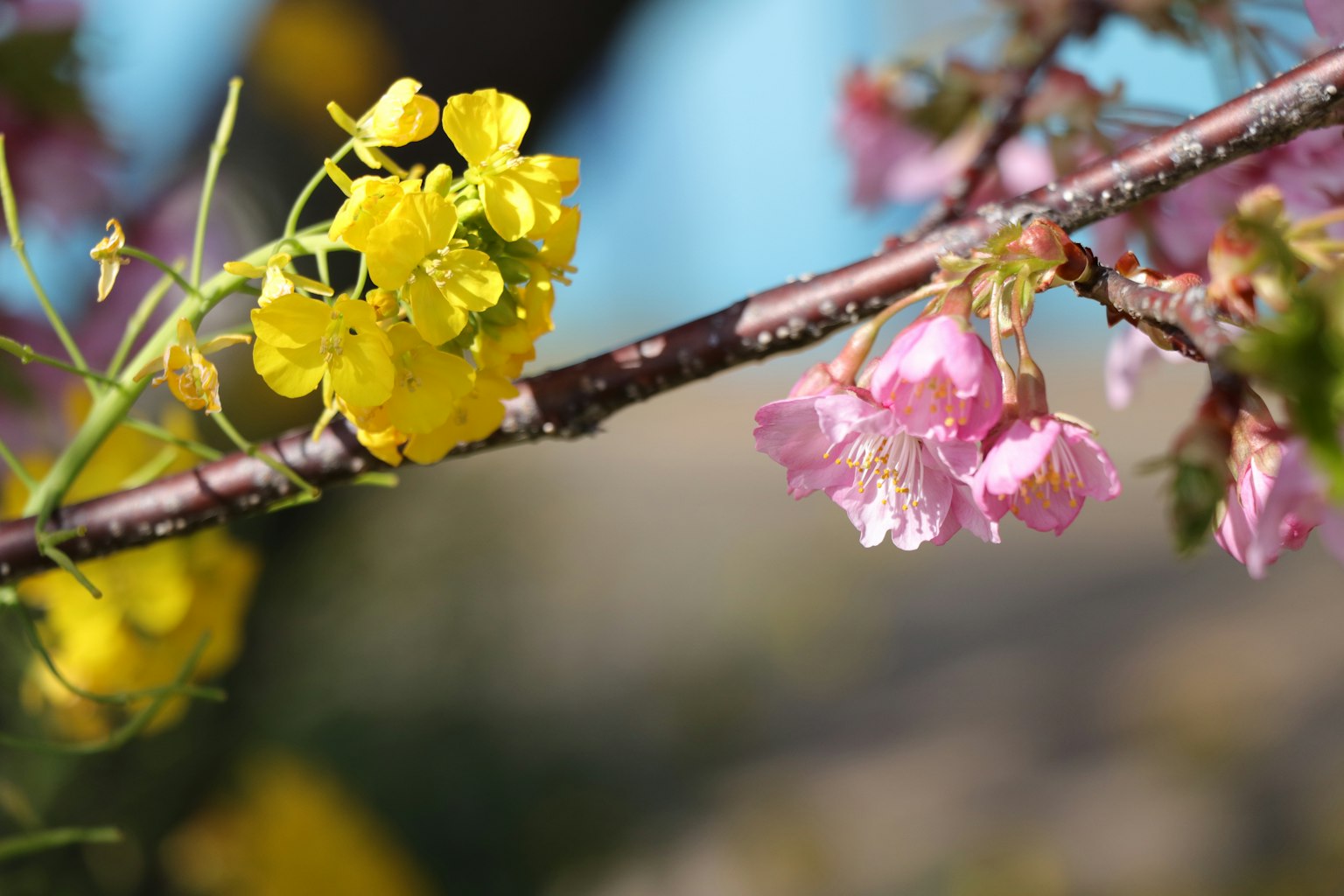 Ein Zweig mit gelben Blumen und rosa Kirschblüten