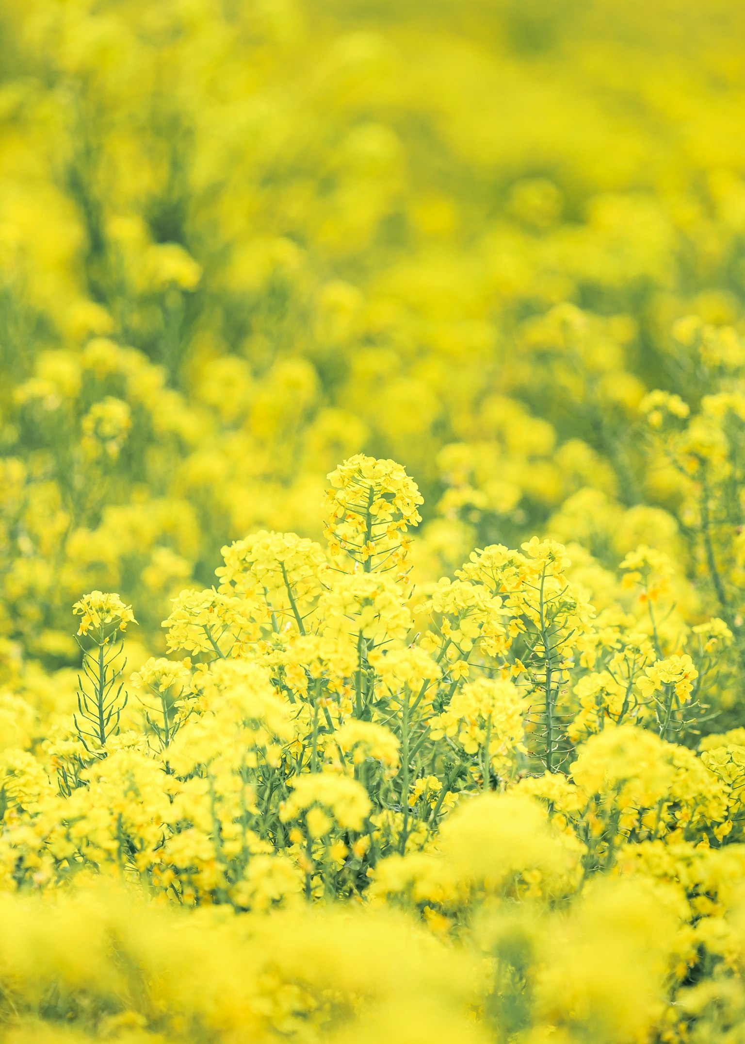 Field of vibrant yellow flowers in full bloom