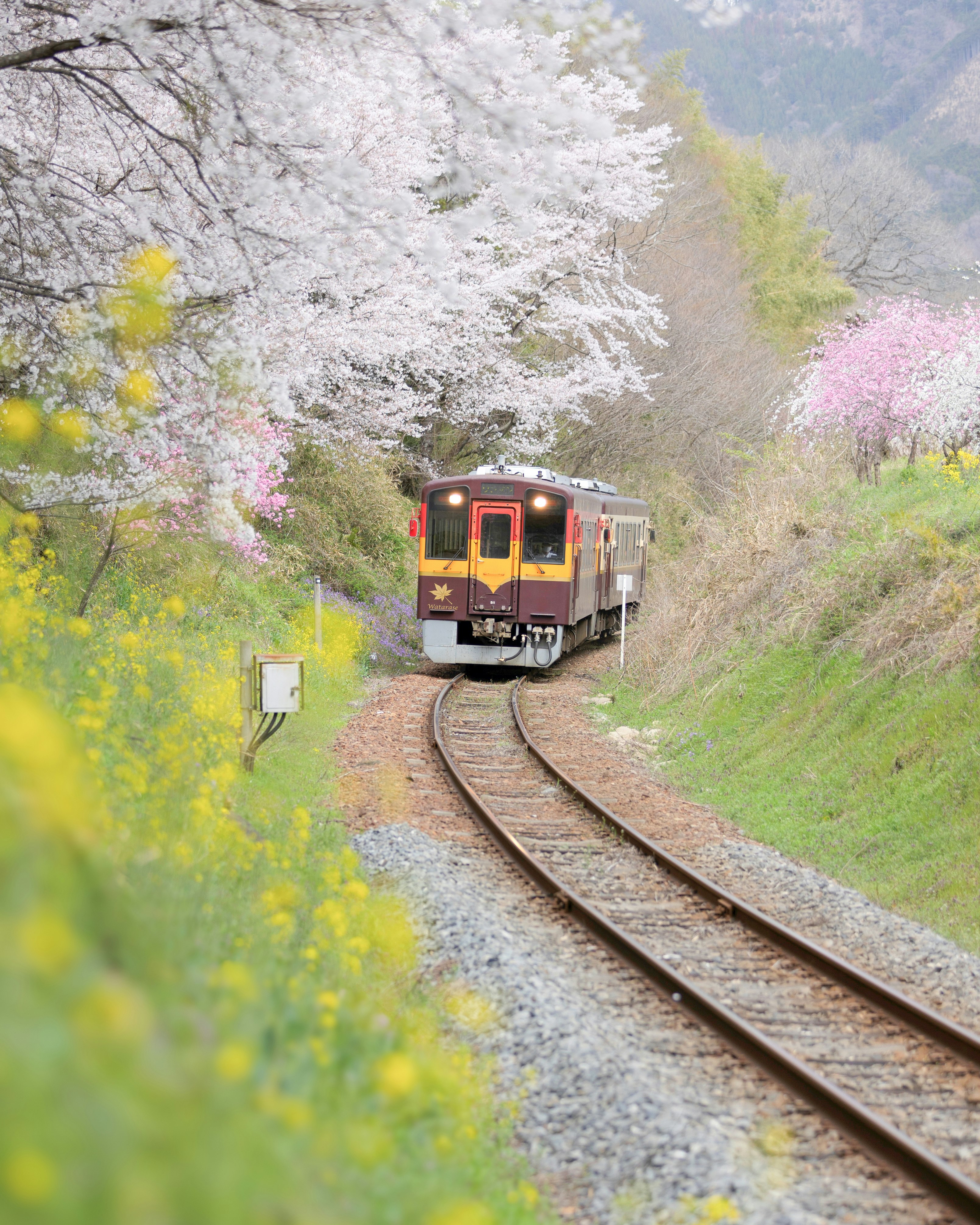 桜並木の山あいを走る赤い列車の車両