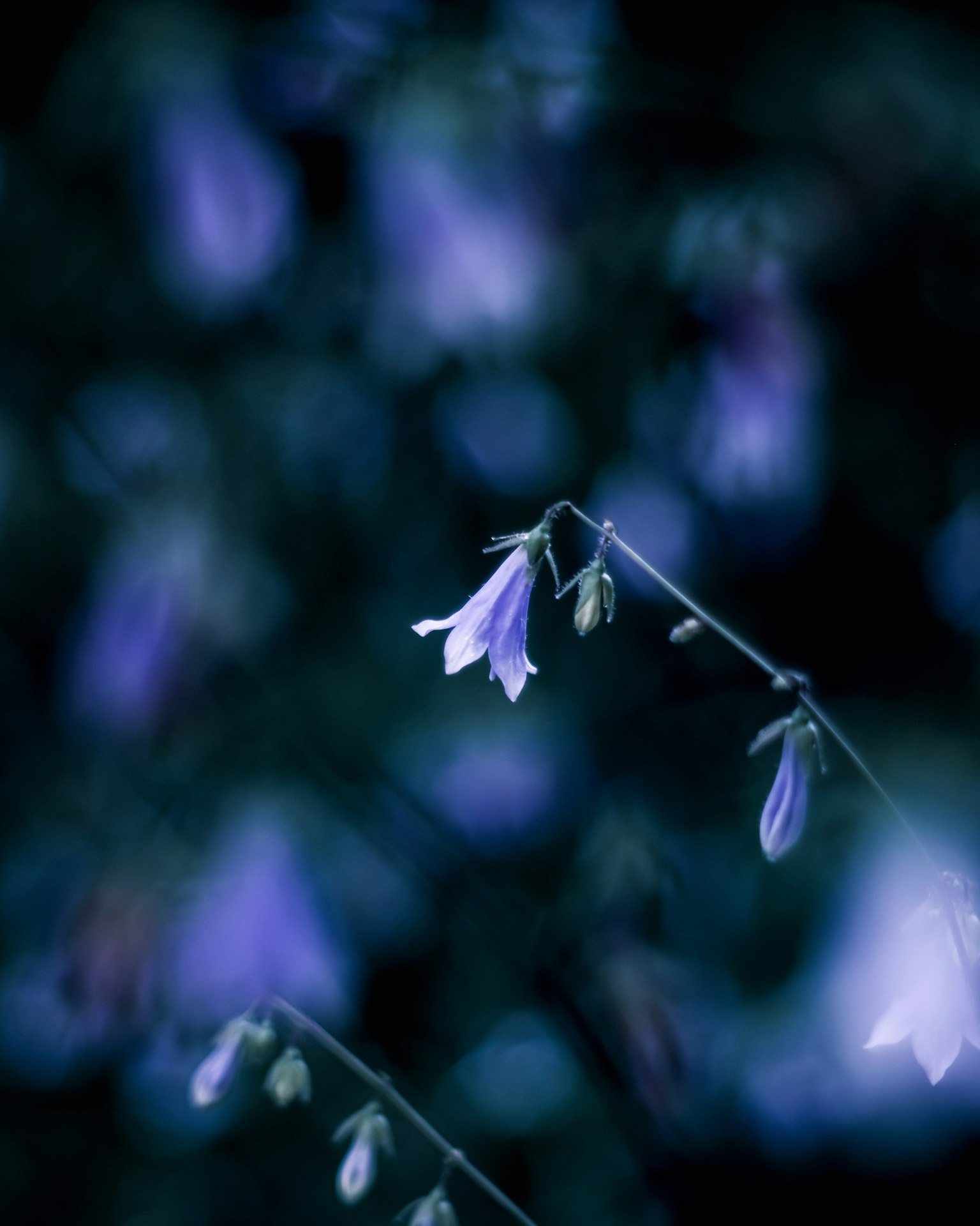 Zarte lila Blumen vor dunklem Hintergrund