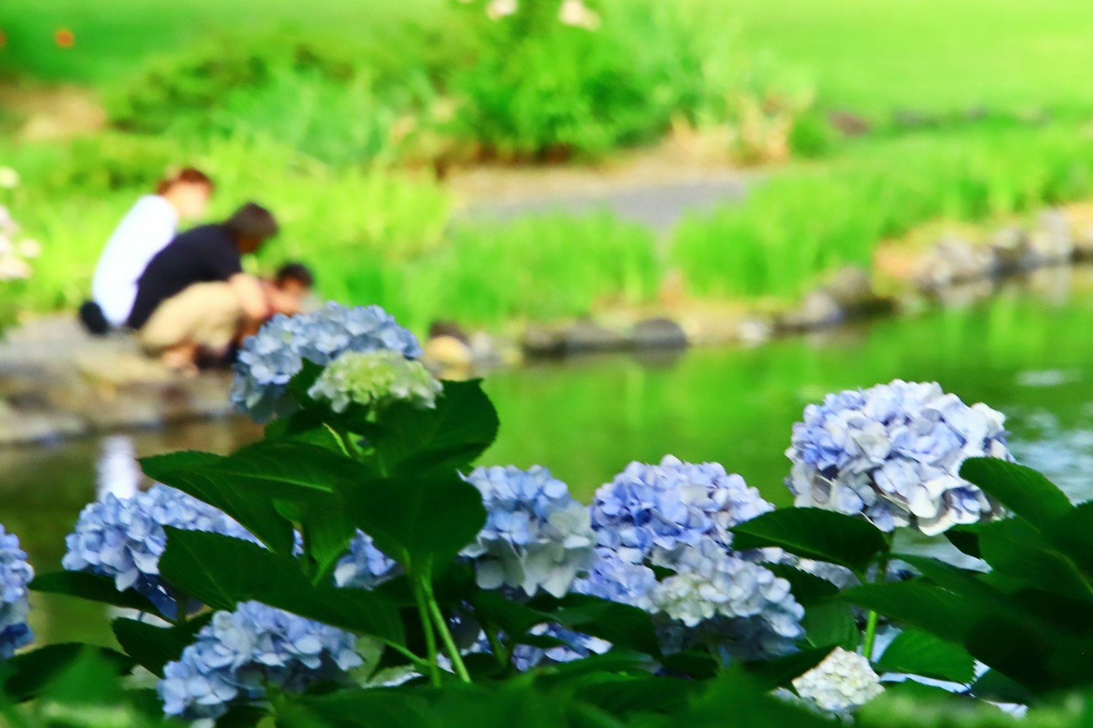 People playing by the pond with blue hydrangea flowers