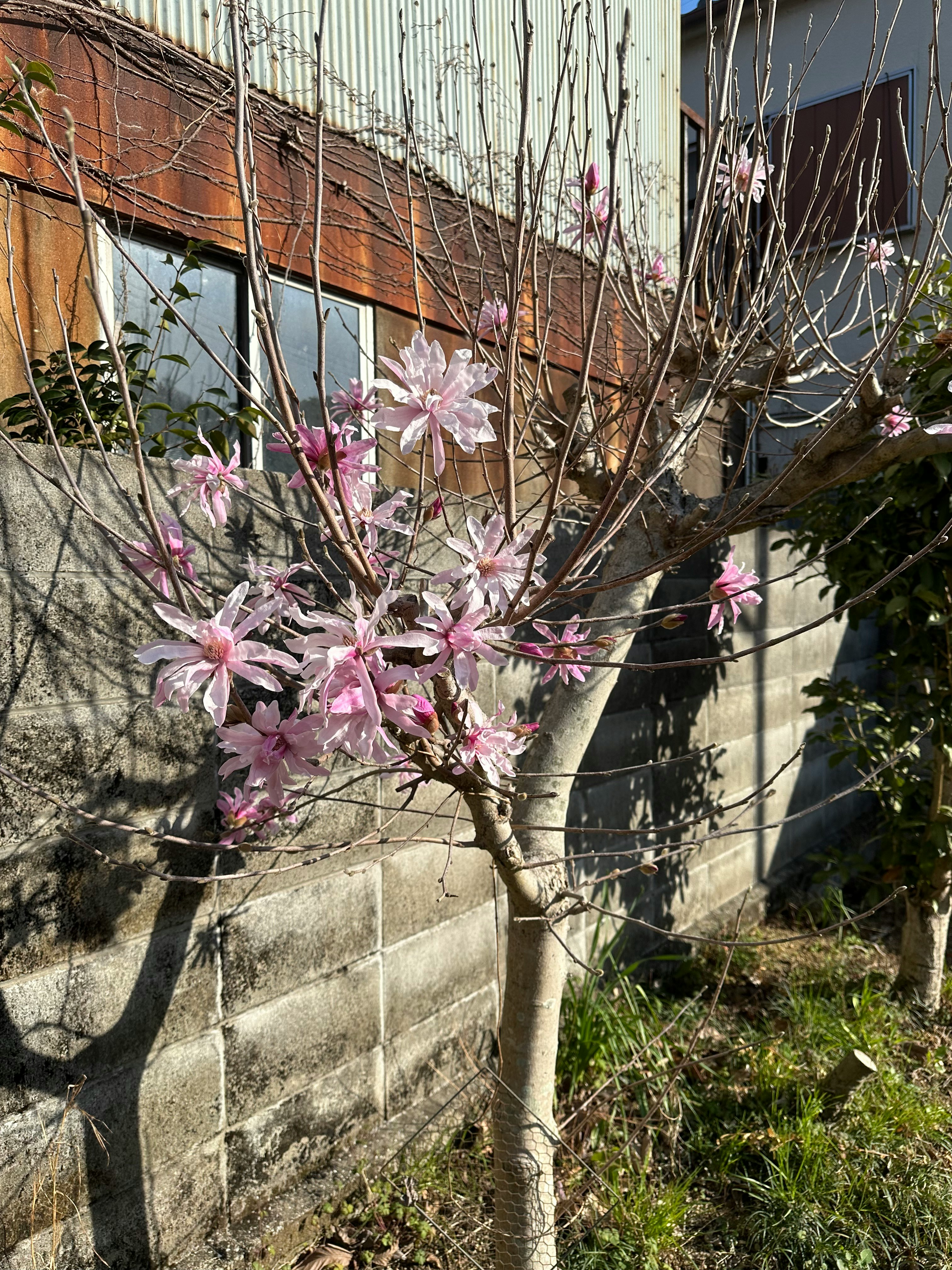 石牆旁花園裡的木蘭花與嫩枝