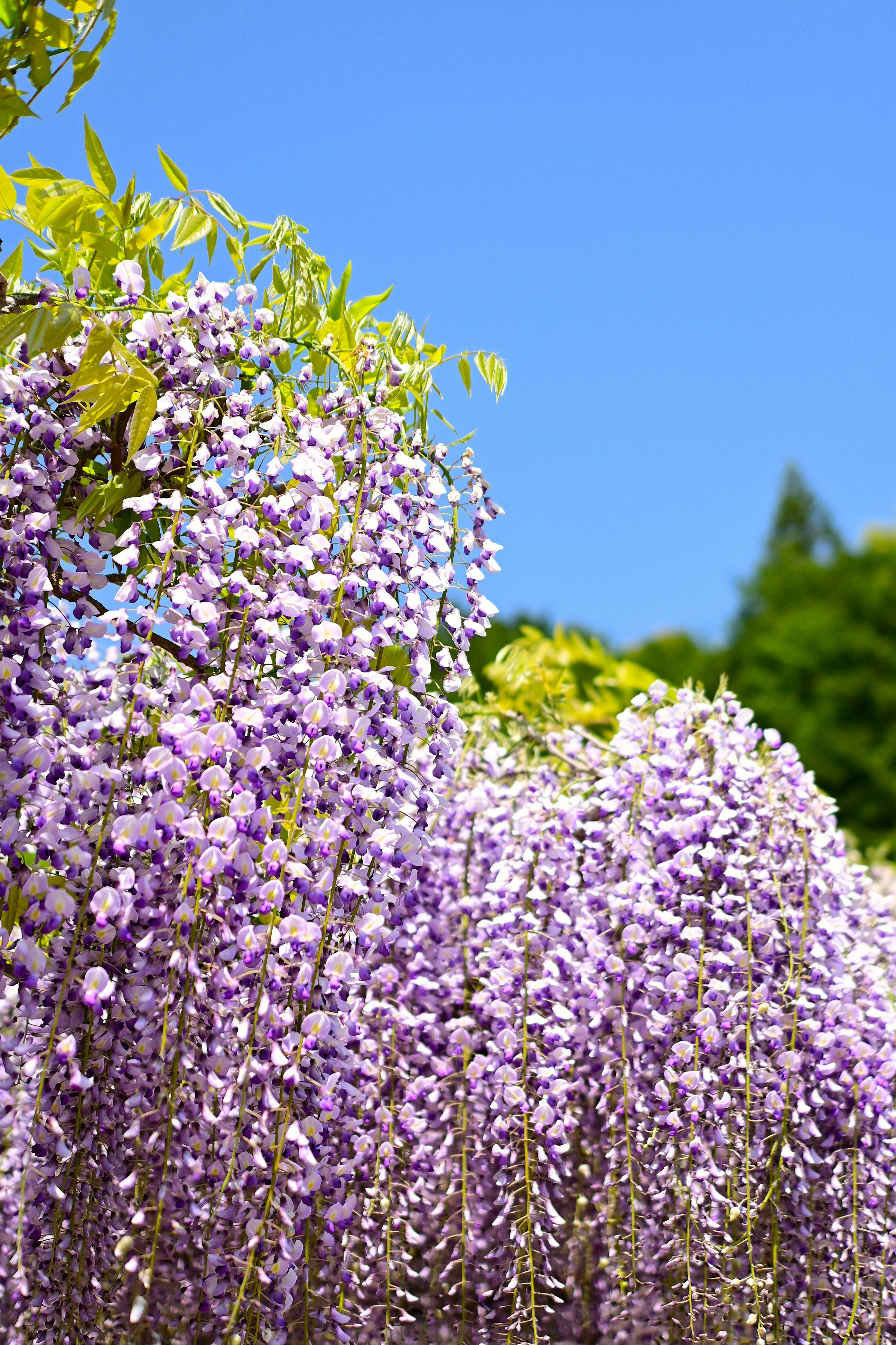 Grappoli di fiori di glicine appesi sotto un cielo azzurro