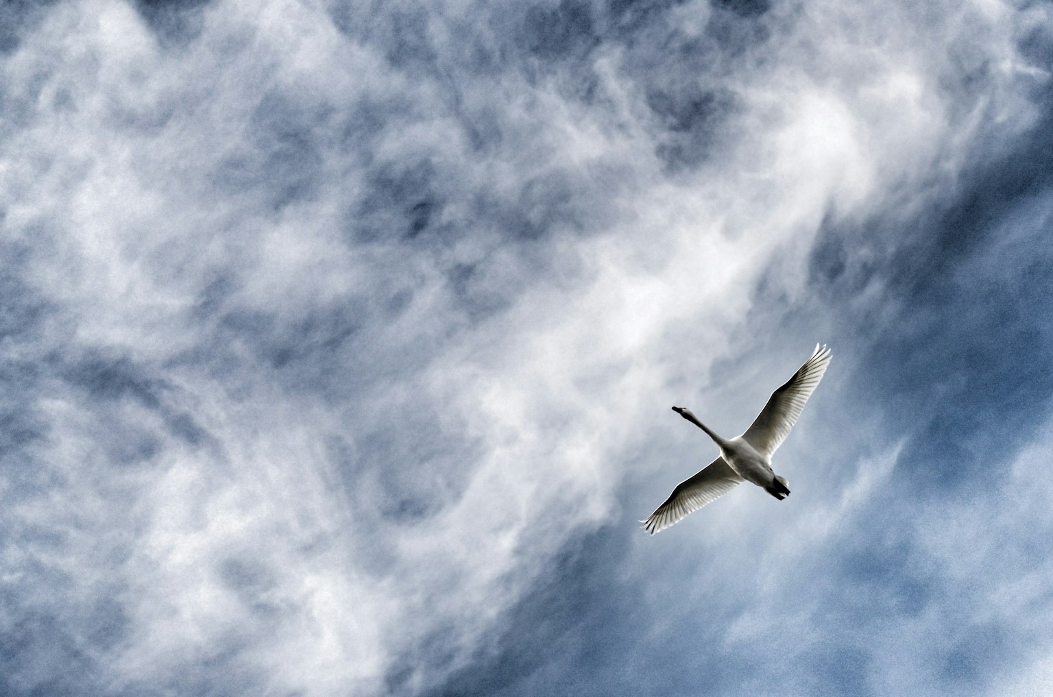 A white bird soaring through a blue sky with wispy clouds