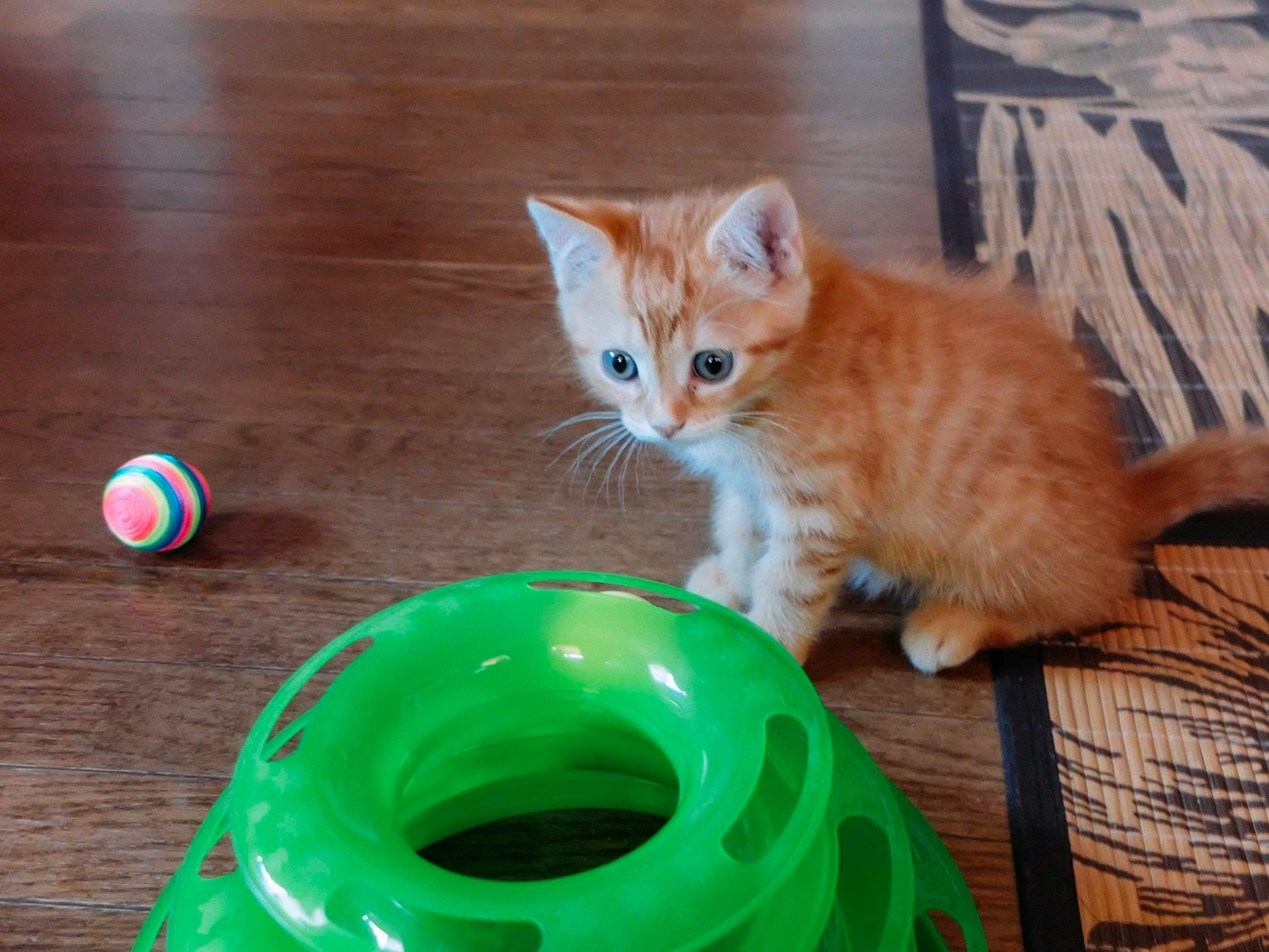 一只橙色小猫坐在绿色玩具隧道旁