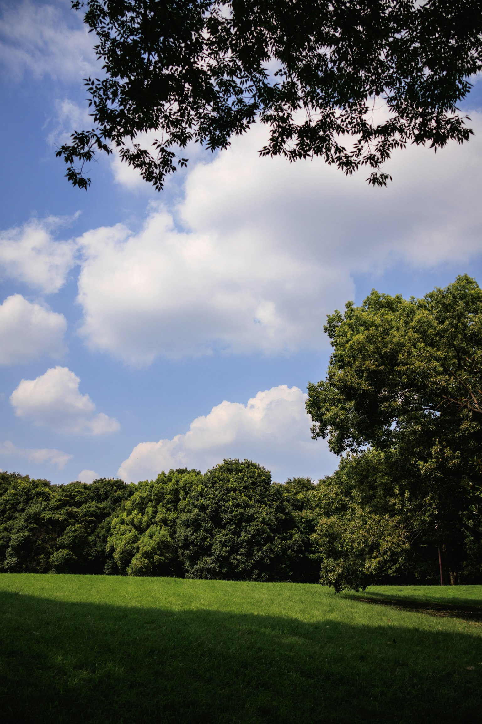 郁郁蔥蔥的公園景觀，藍天和蓬鬆的白雲