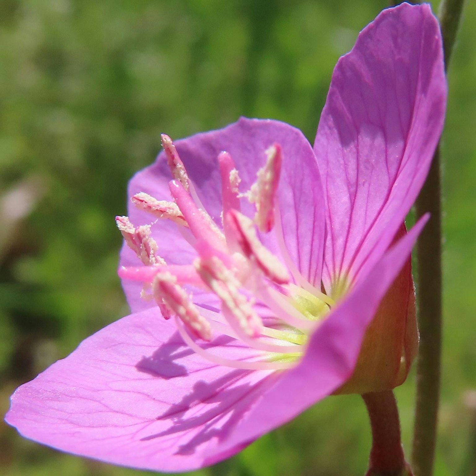 Fiore rosa vibrante con petali delicati su uno sfondo verde