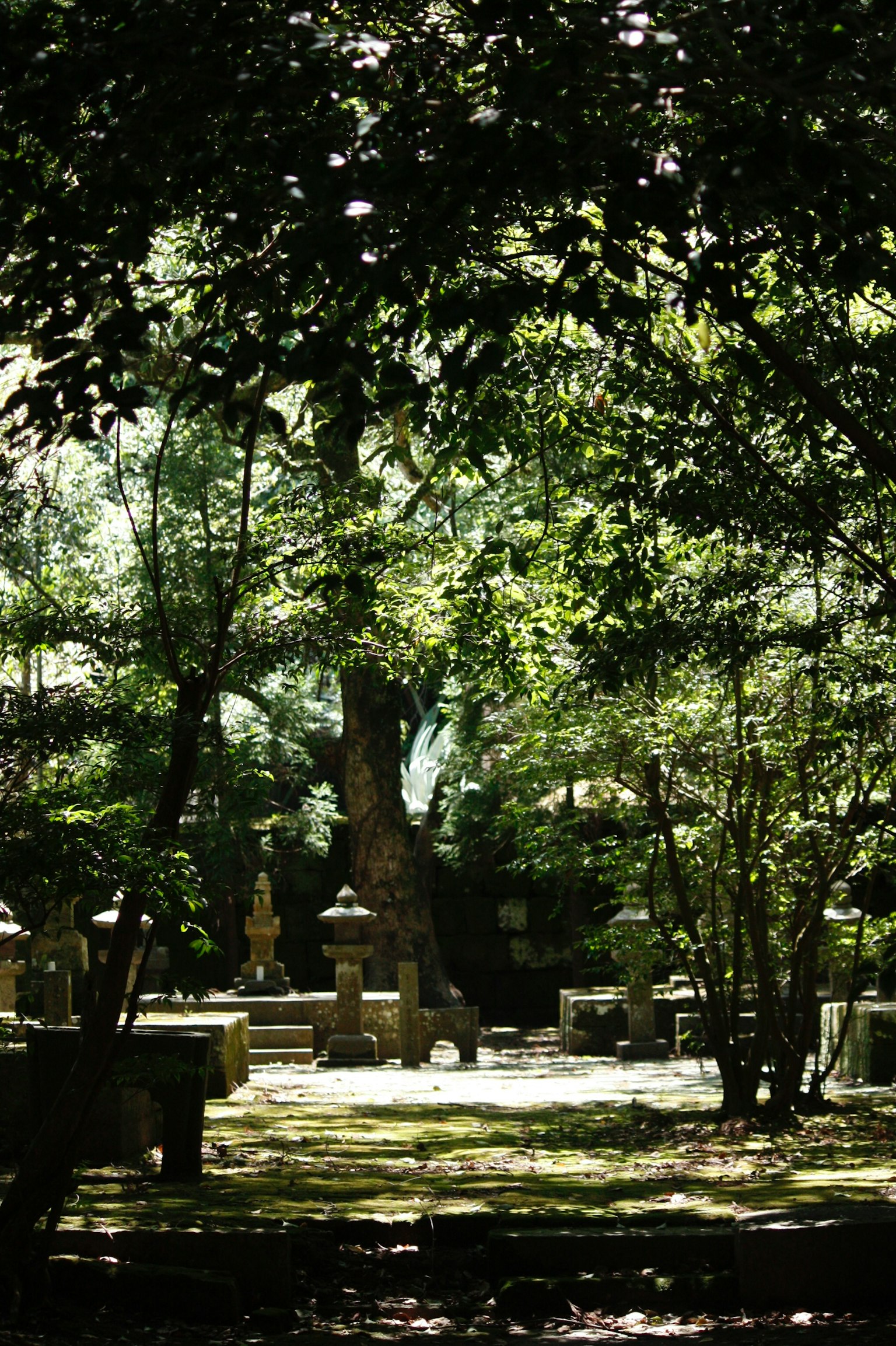 郁郁葱葱的森林中的宁静花园场景 大树和石雕点缀其间