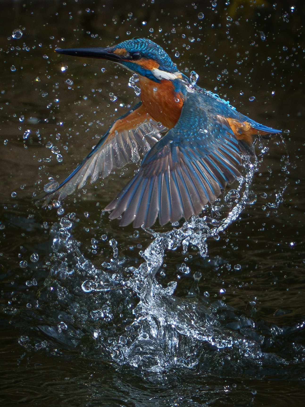 水しぶきを上げて飛び込むカワセミ
