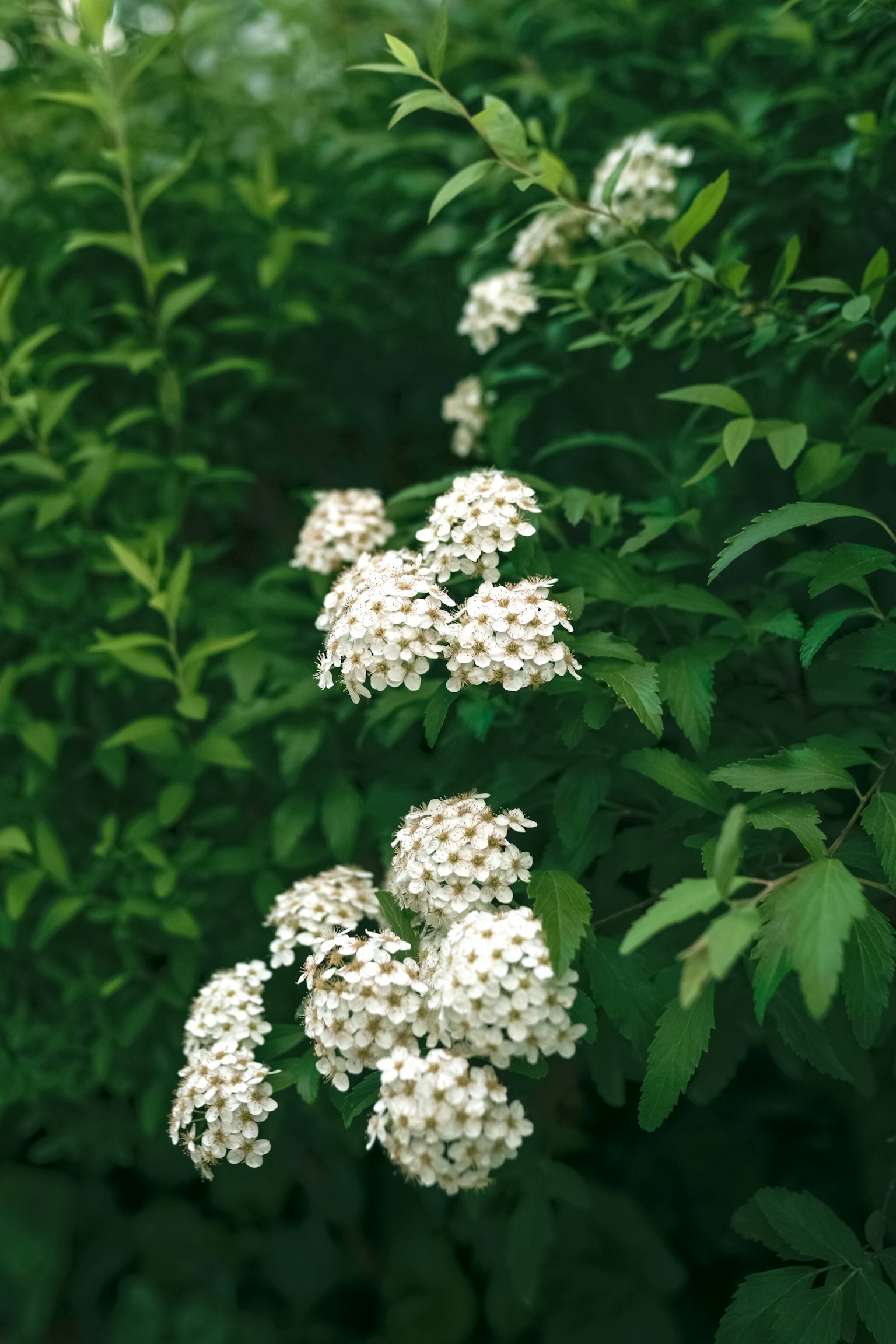 Gros plan d'une plante avec des fleurs blanches et des feuilles vertes