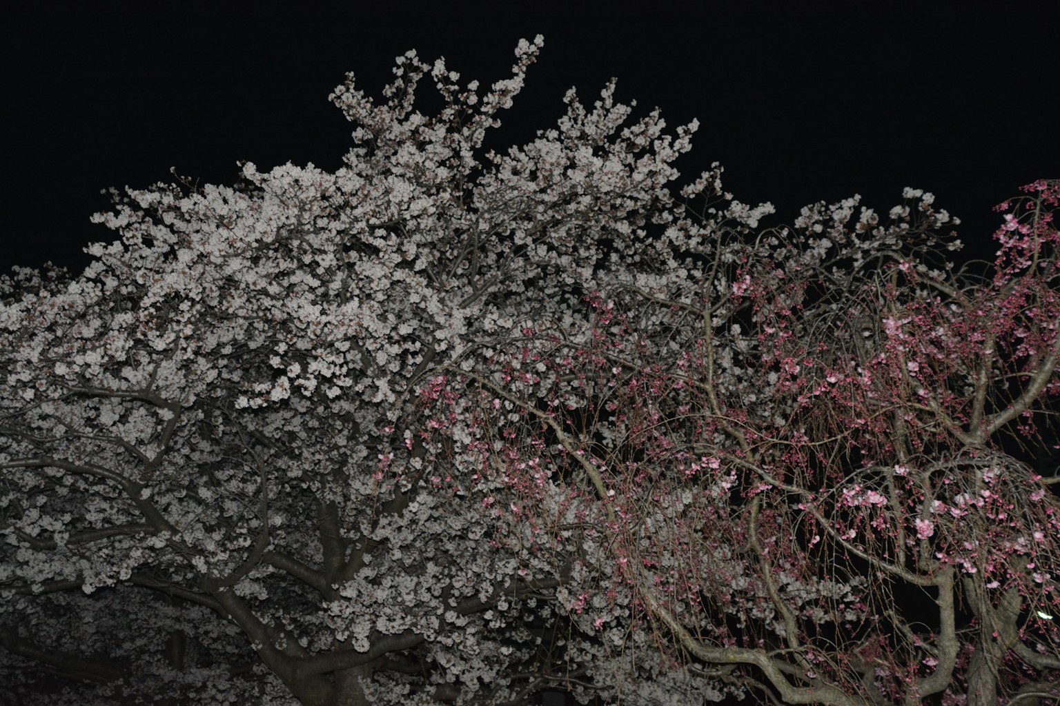 Contraste de un árbol de flores blancas y un árbol de flores rojas bajo el cielo nocturno
