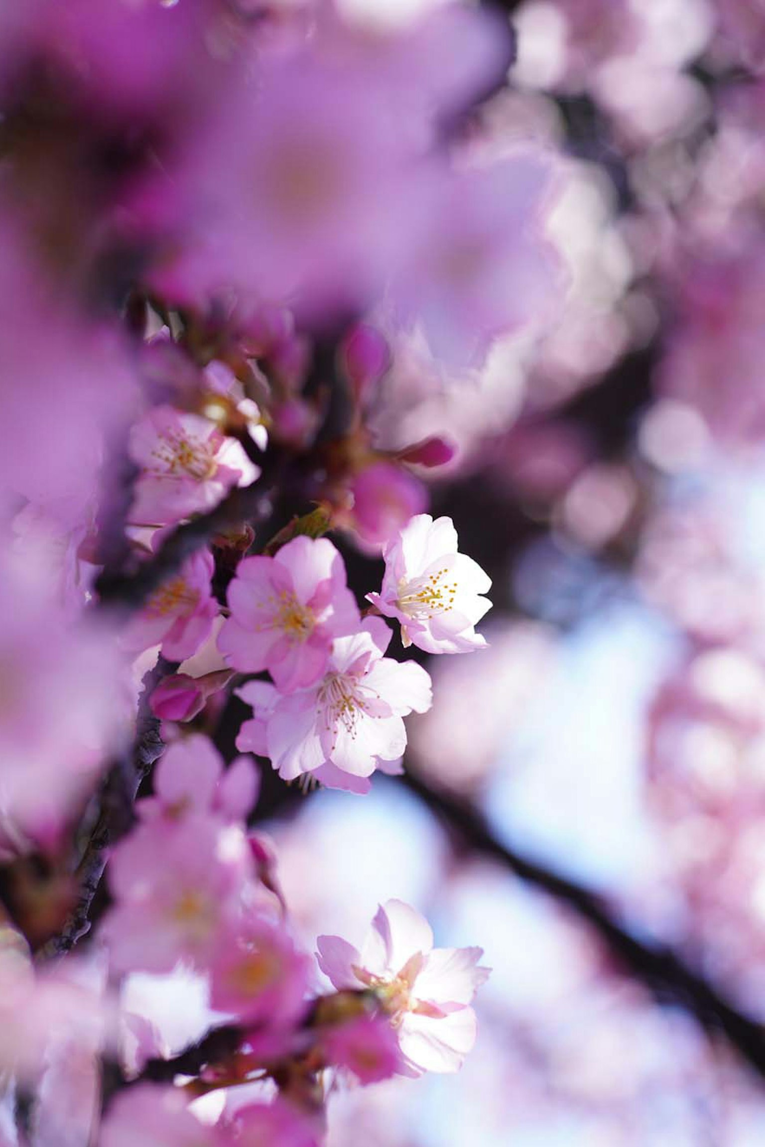 Close-up of cherry blossom branches with soft pink petals