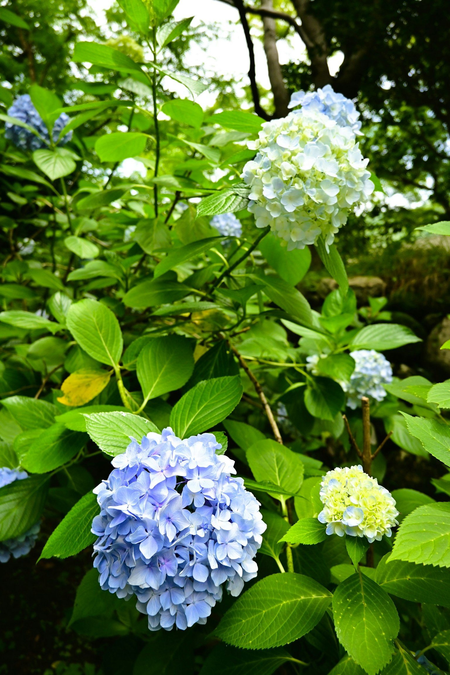 Fiori di ortensia blu e bianchi circondati da foglie verdi