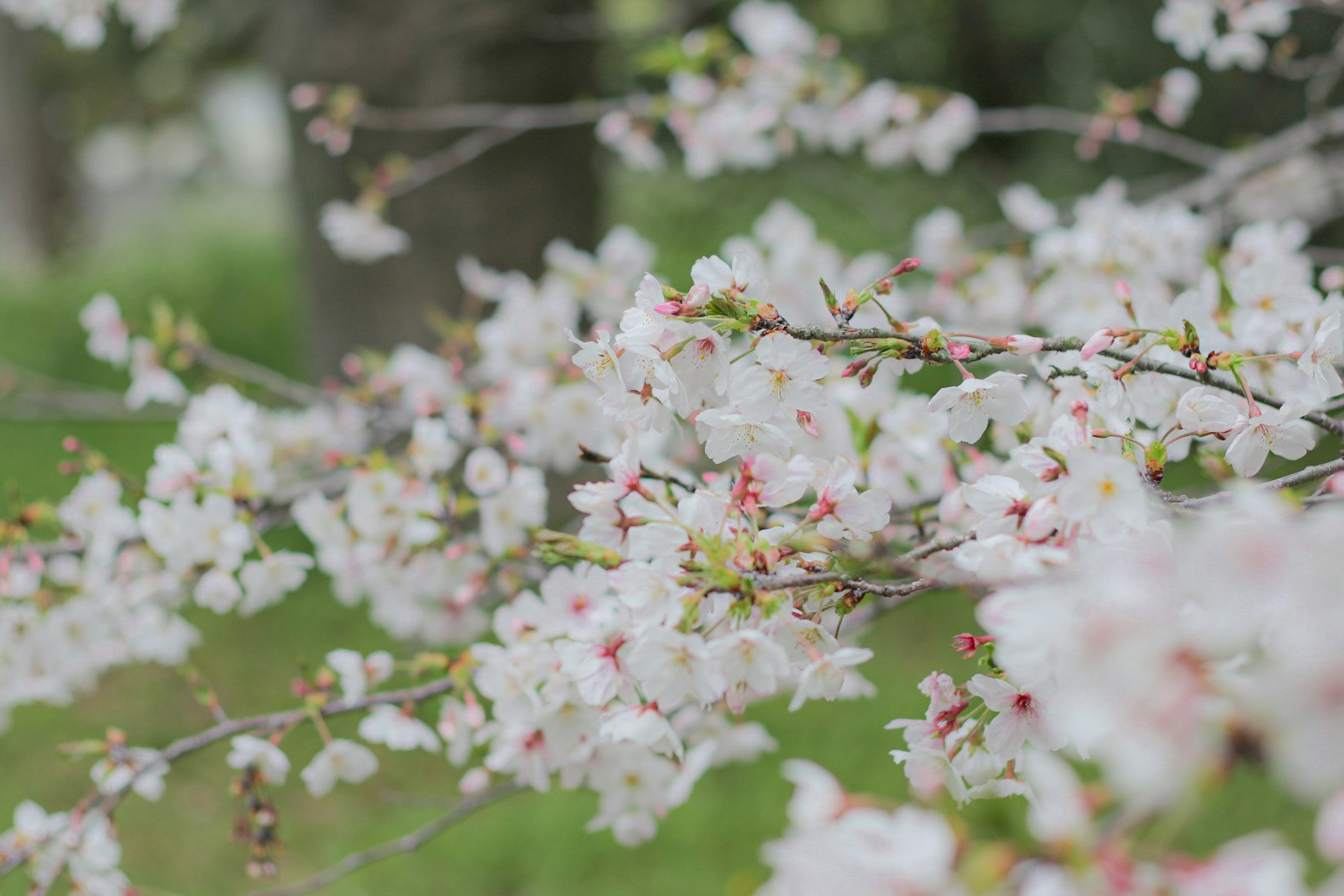 桜の花が枝に咲く春の庭のボケ背景