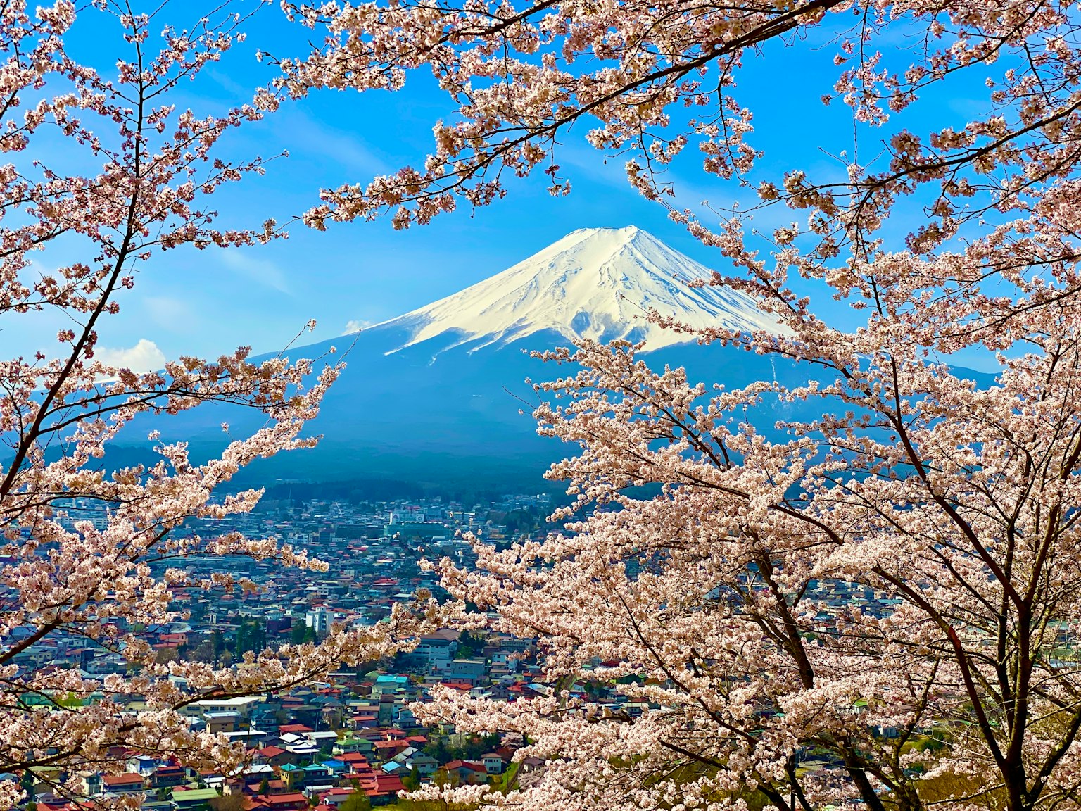 樱花映衬下的富士山