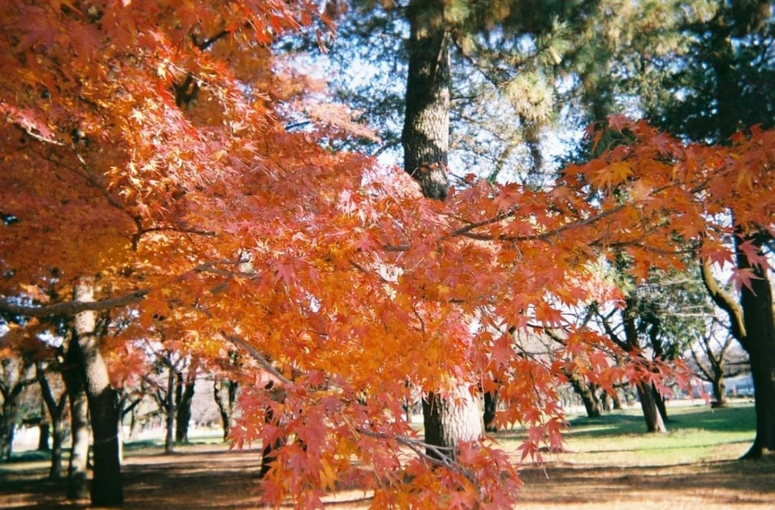 Beautiful autumn foliage in a park