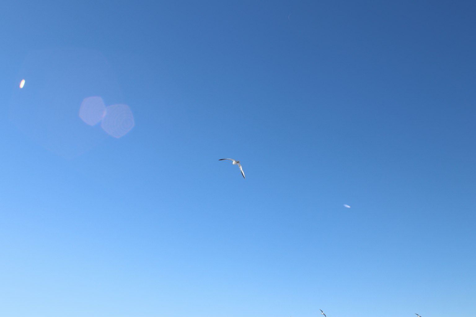 Eine Gruppe weißer Vögel fliegt in einem klaren blauen Himmel