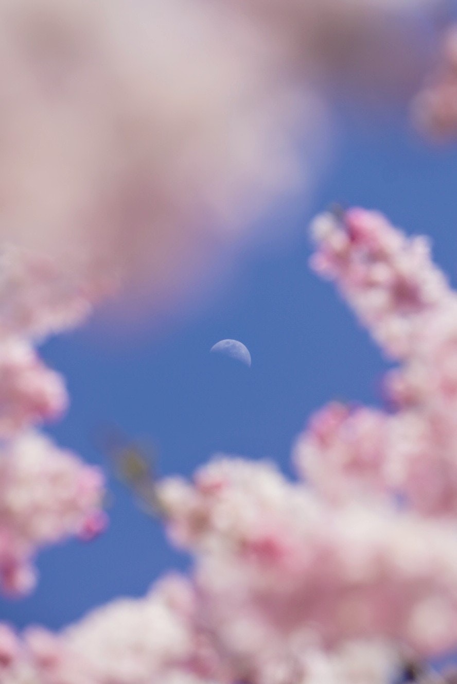 Bunga sakura di langit biru dengan bulan